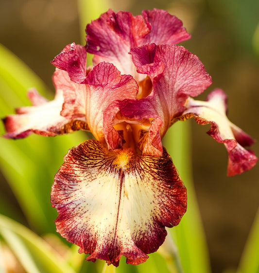 (5) Bearded Iris Assorted Colors Elegant Mix, Roots, Bulbs, Plants. Flowering Rhizomes, SeedsBulbsPlants&More