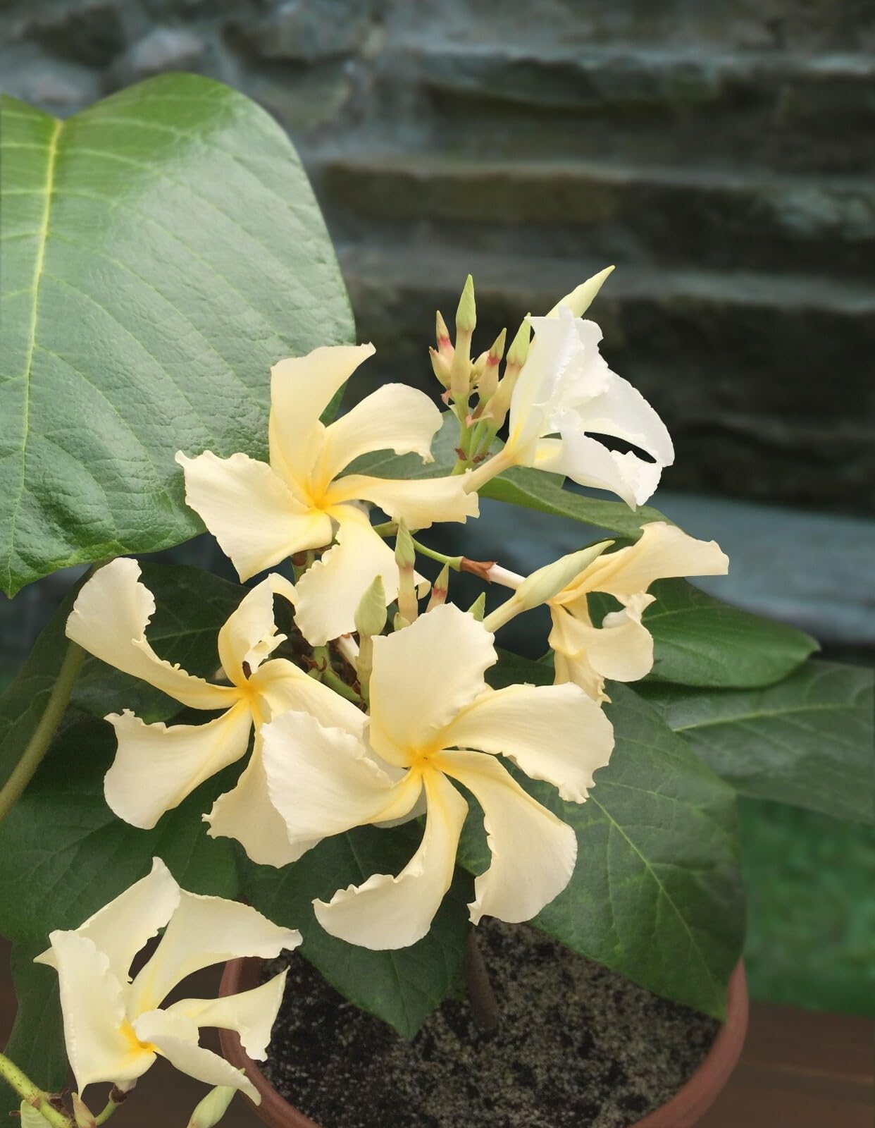 Live Plant - Climbing Frangipani Tropical Plumeria Fragrant Flowering Vine Plant