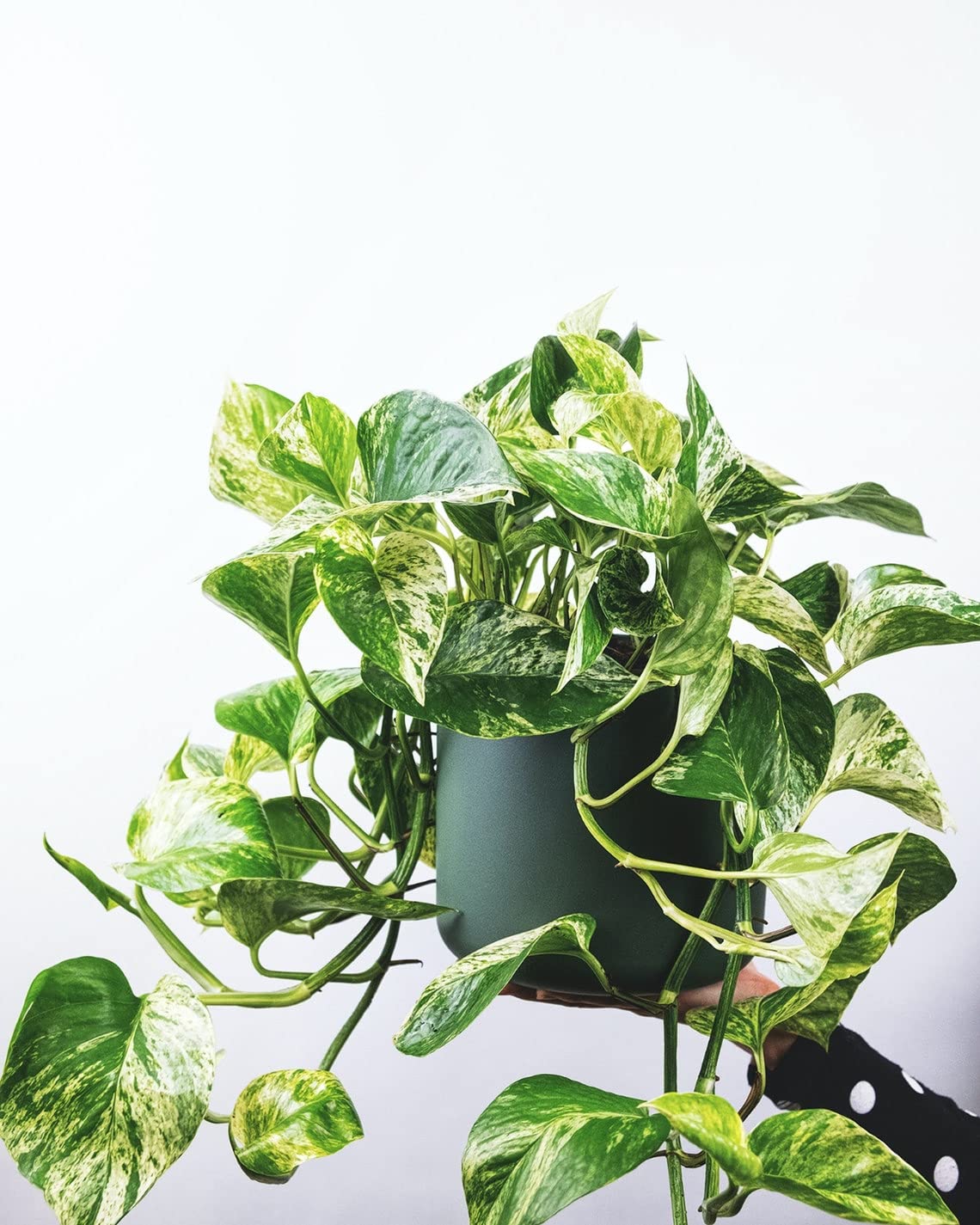 Live Marble Queen Pothos Plant, Epipremnum Aureum, Devil's Ivy, Live Indoor Plant, 4" Diameter Pot