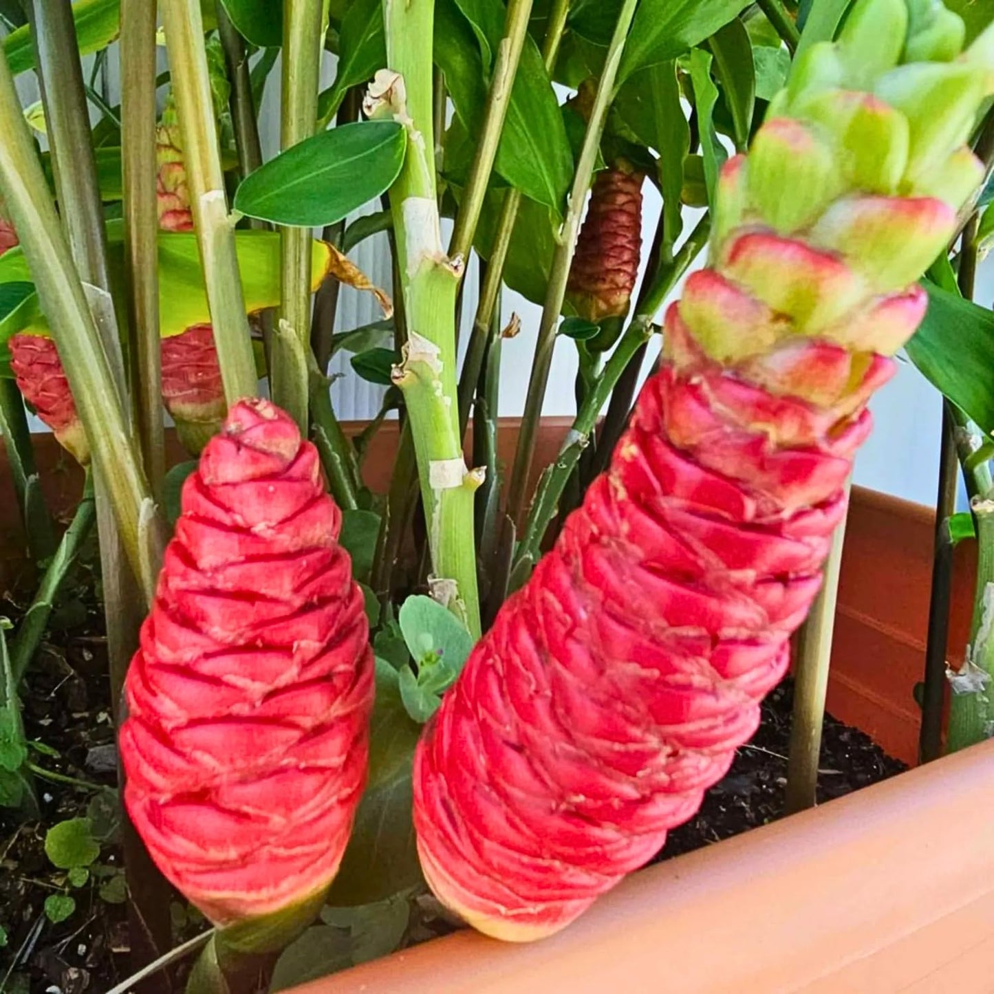 10 Awapuhi Shampoo Ginger Roots, Zingiber Zerumbet Red Pinecone Ginger Rhizomes