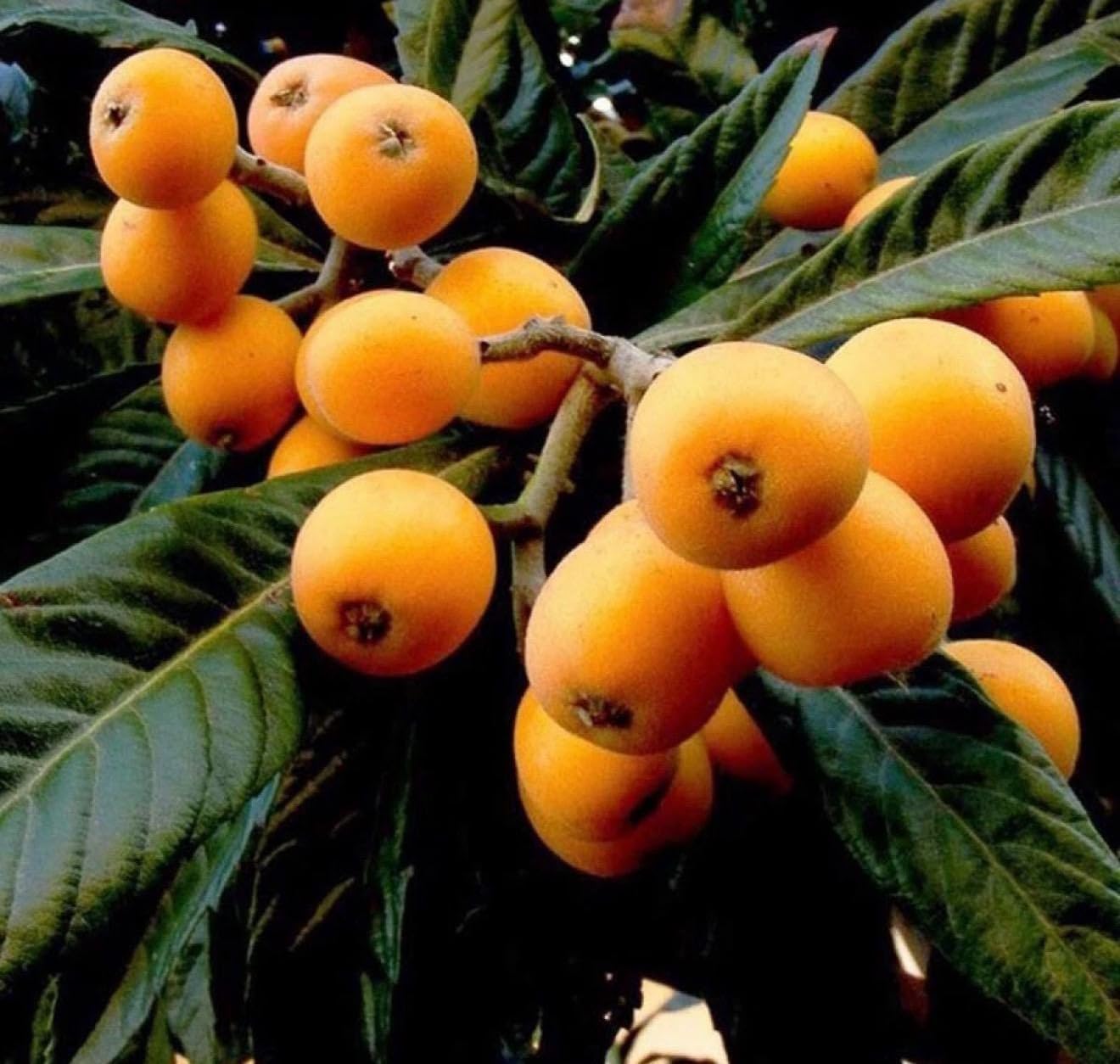 Loquat(Eriobotrya Japonica) Nispero Japones Live Tree(Japanese Plum) Plant (1-2ft