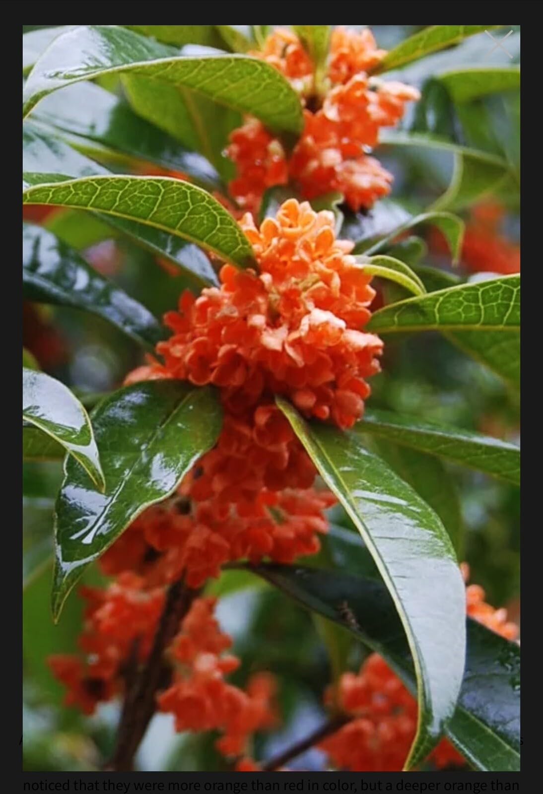 Live Plant - Beni Kin Mokusei Red Sweet Tea Olive Osmanthus Fragrans Rooted Starter Plant