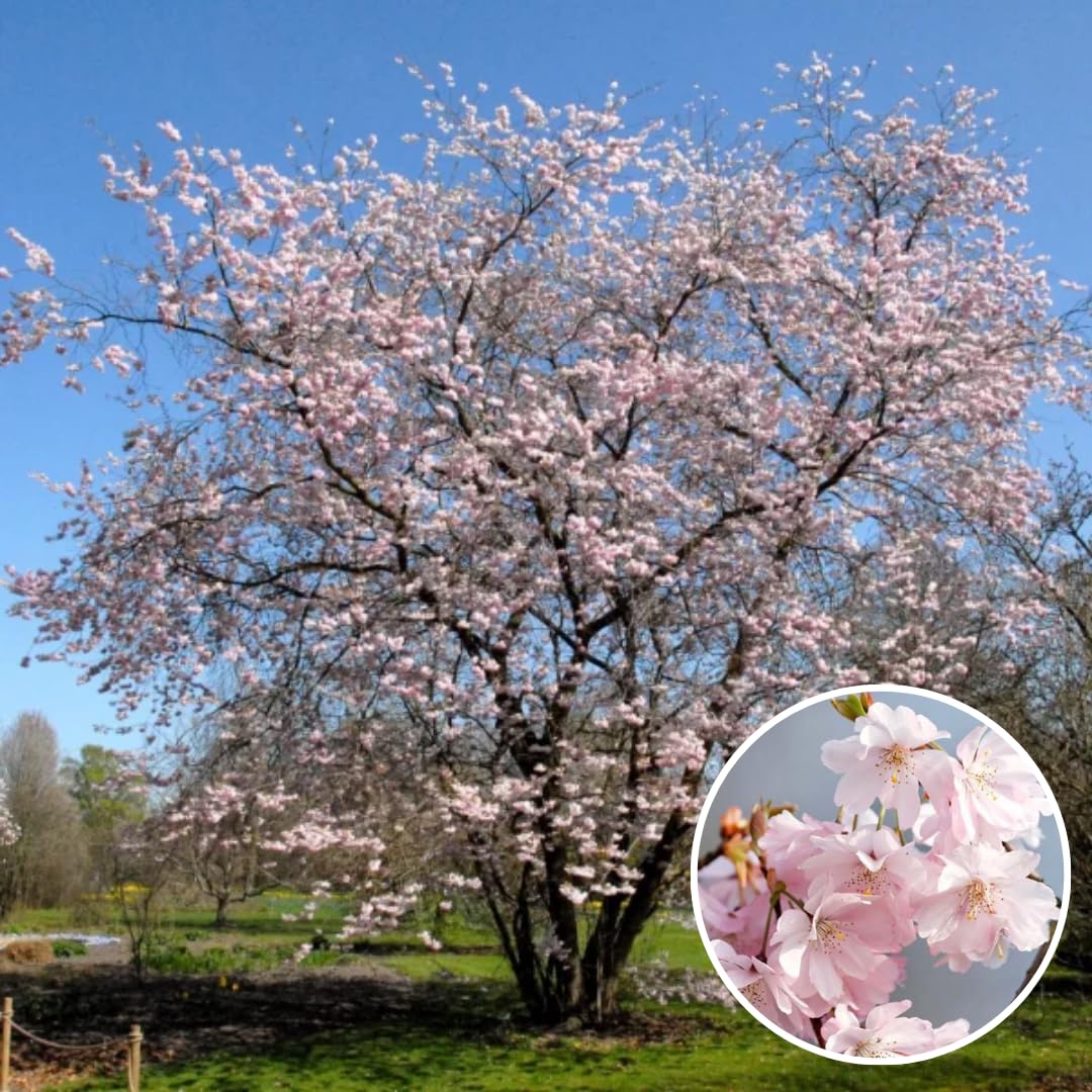Cherry Blossoms Tree Live Plant, Flowering Cherry Blossom Perennial Bloom, 9 Months Old Trees, 6-12" in Tall