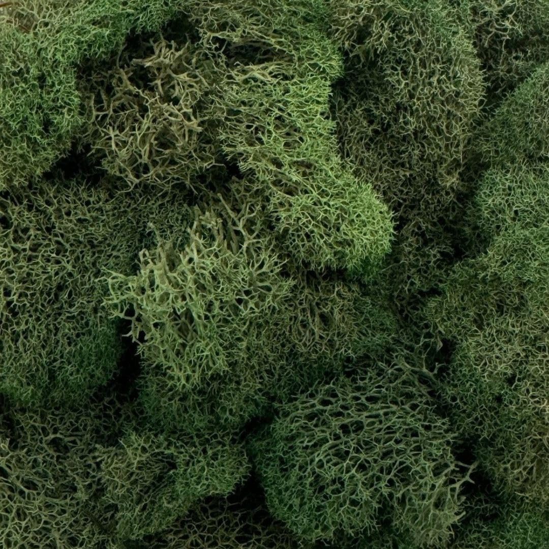 Quality Growers - Preserved Reindeer Moss - Moss for Crafts, Home Decor, Art, Design & DIY Projects - Non-Toxic - USA Made (Basil, Medium)