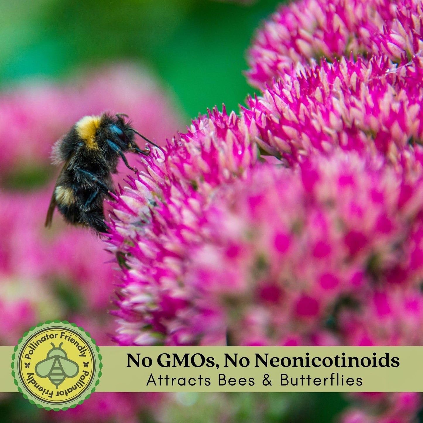 Clovers Garden Sedum Autumn Joy Plants – Two (2) Live Plants – Non-GMO - Not Seeds - Each 4" to 8" Tall – in 4" Inch Pots – Perennial, Pollinator Friendly