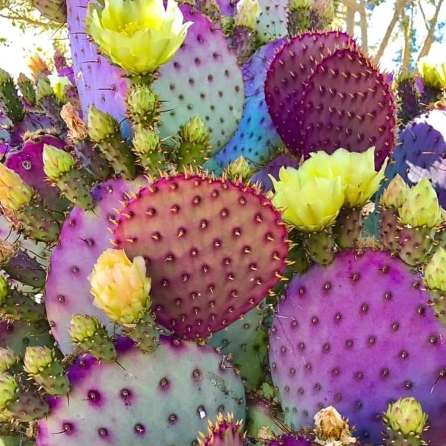 Purple Prickly Pear Cactus Live Plant 6-8 Inches, Cold Hardy Cactus, Outdoor or Container Growing