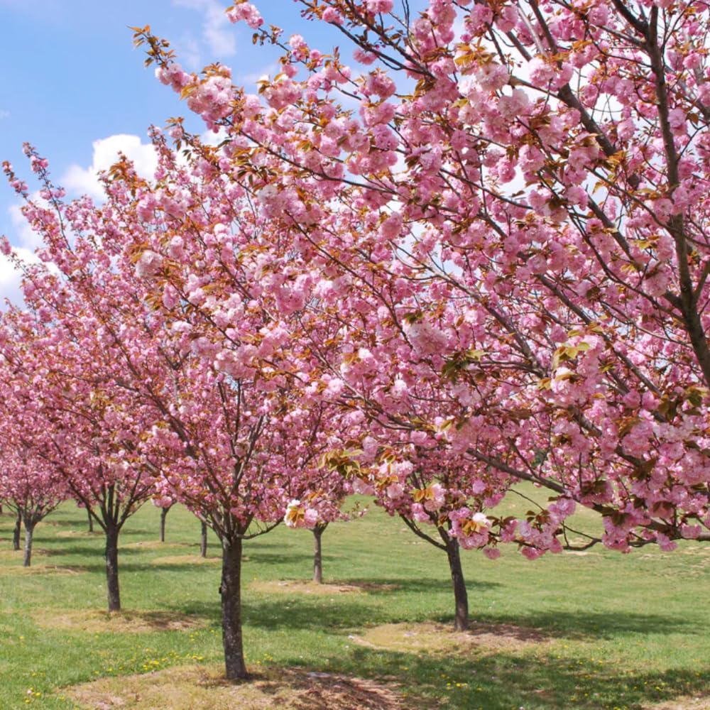 Cherry Blossom Tree, Live Ornamental Tree 6-12" Tall in Pot, Beautiful Spring Blooms for Outdoor Planting (Double Pink Cherry Blossom)