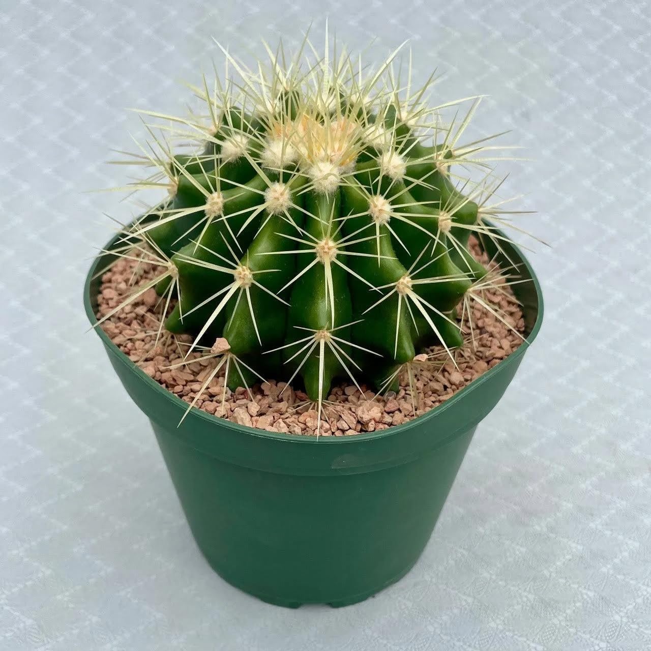Golden Barrel Cactus (Echinocactus grusonii) - Extra Large - Live Plant - Most Popular Cacti - Office and Home Decor