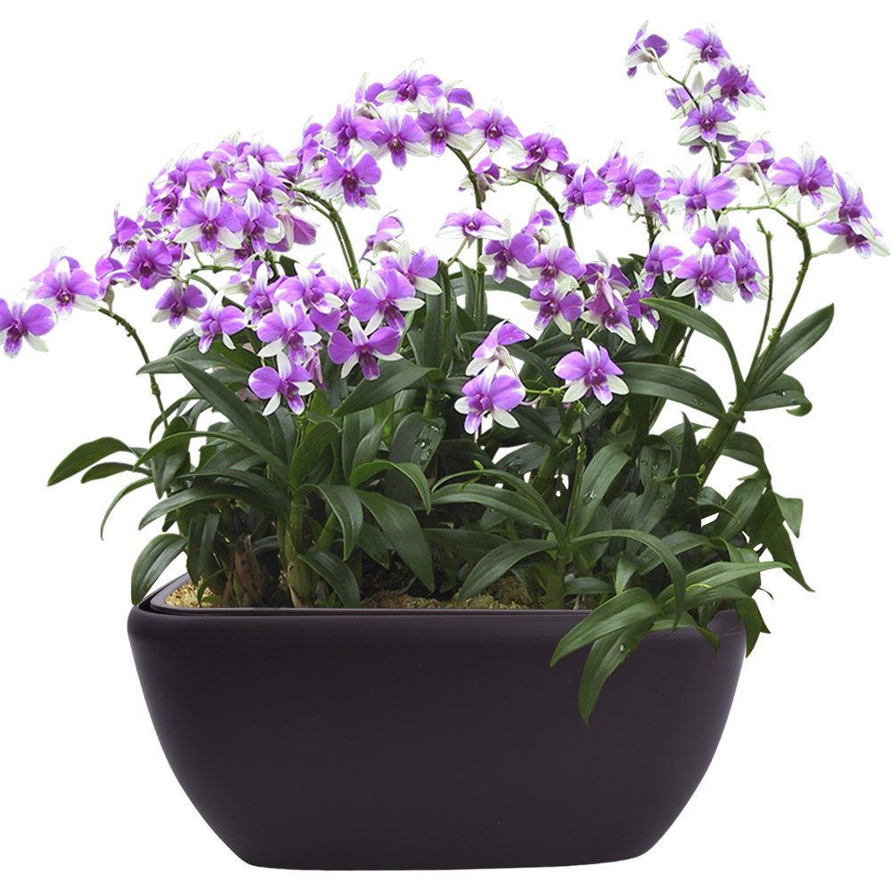 Vencer 10.8 Inch Plastic Square Self Watering Planter,Water Indicator,Modern Decorative Planter Pot for All House Plants Flowers,Herbs,Vegetables,Tropical,Coffee,VF-049C