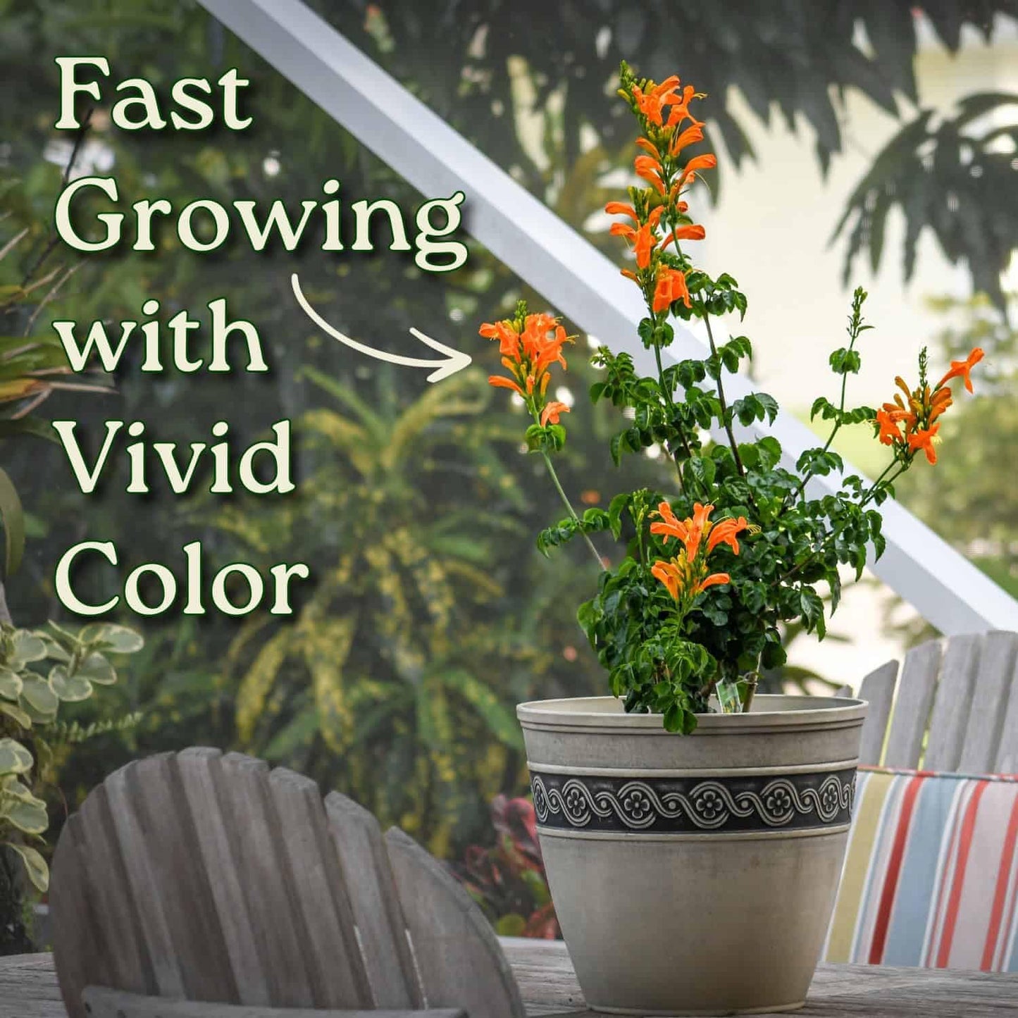 Cape Honeysuckle Bush - Orange - Overall Height 24" to 30" - Tropical Plants of Florida (Plant Only)