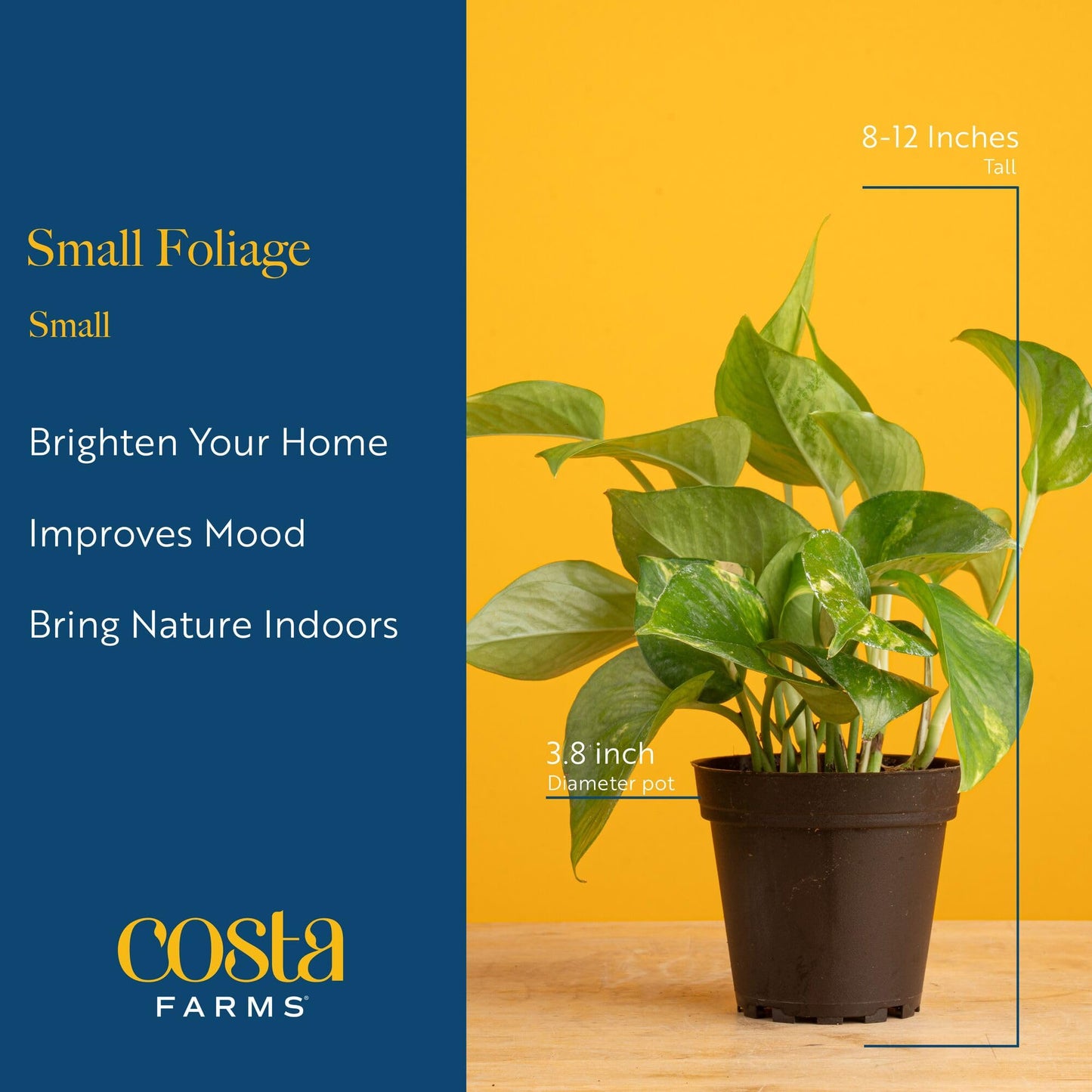 Costa Farms Live Indoor House Plants (4-Pack), Hand Selected Easy to Maintain Indoor Assorted Houseplants, Curated Air Purifying Mix, Low Light, Home Office Decor Plant Gift