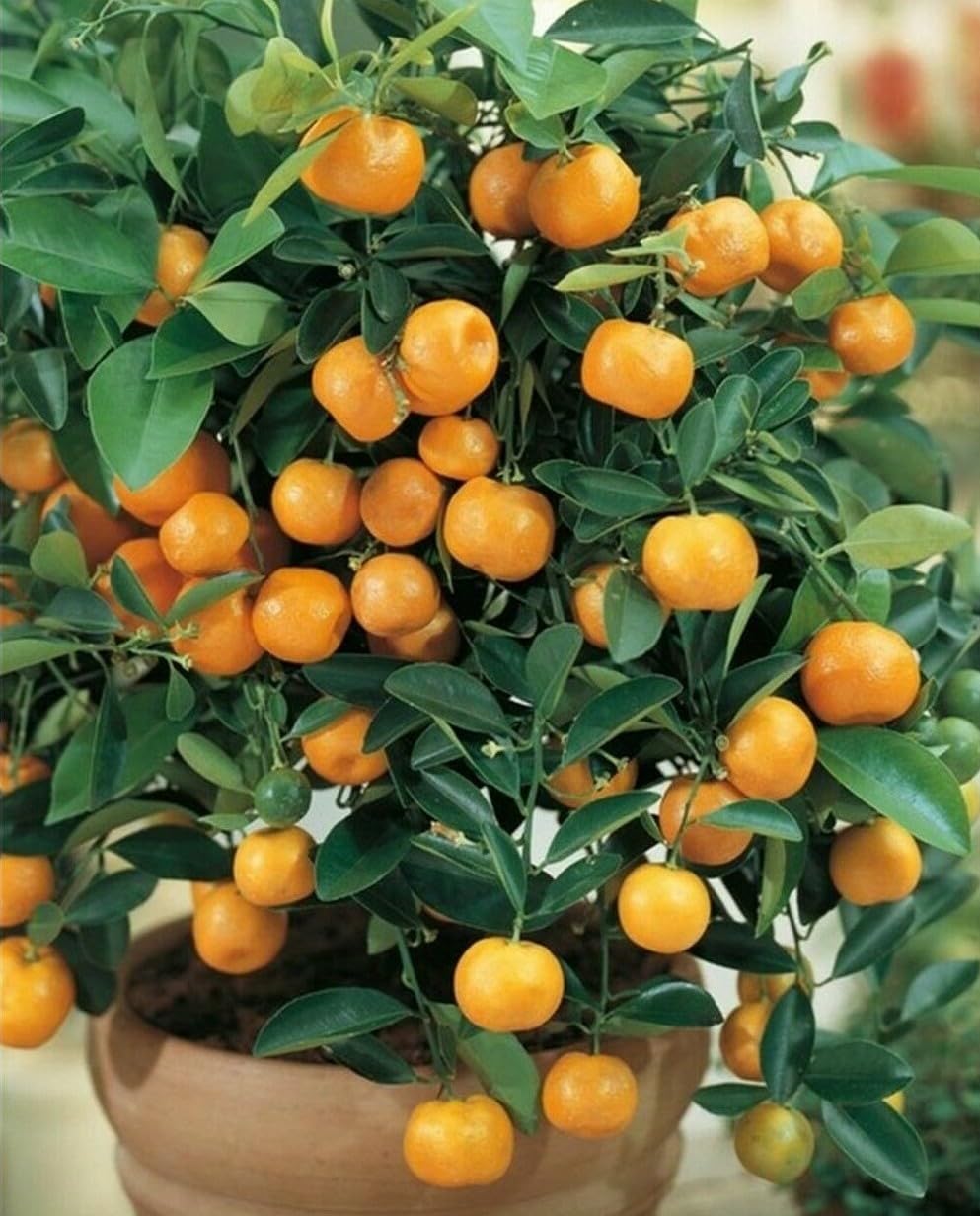 Live Plant - Calamondin/Calamansi Orange Tree - 26-30" Tall Live Plant, Gal Pot, Citrus mitis