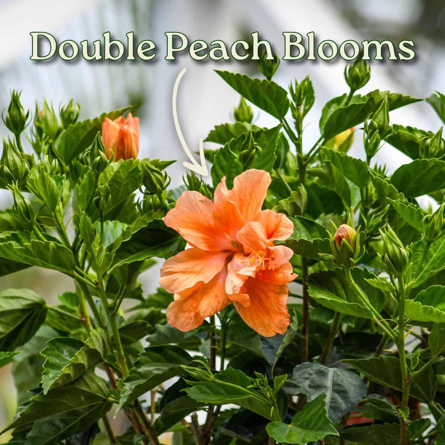 Braided Live Hibiscus Tree - Double Peach Flower - Tropical Plants of Florida - Overall Height 38" to 44" (Plant Only)
