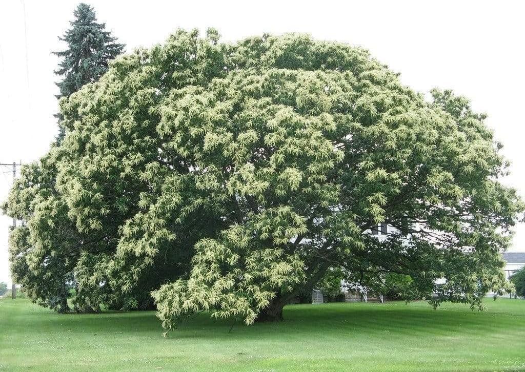 2 Chinese Chestnut Trees - 12-24" Tall Live Plants - Bareroot Seedlings - Castanea mollissima - (2 Pack)