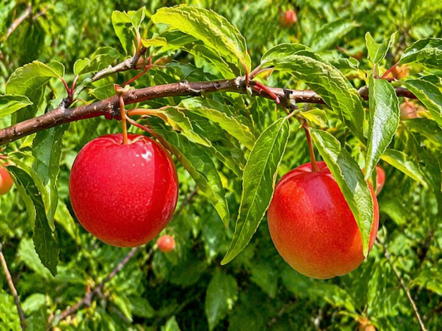 2 Chickasaw Plum Trees/Shrubs - 12-18" Tall Live Plants - Native Fruit Bushes - Prunus angustifolia - (2 Pack)