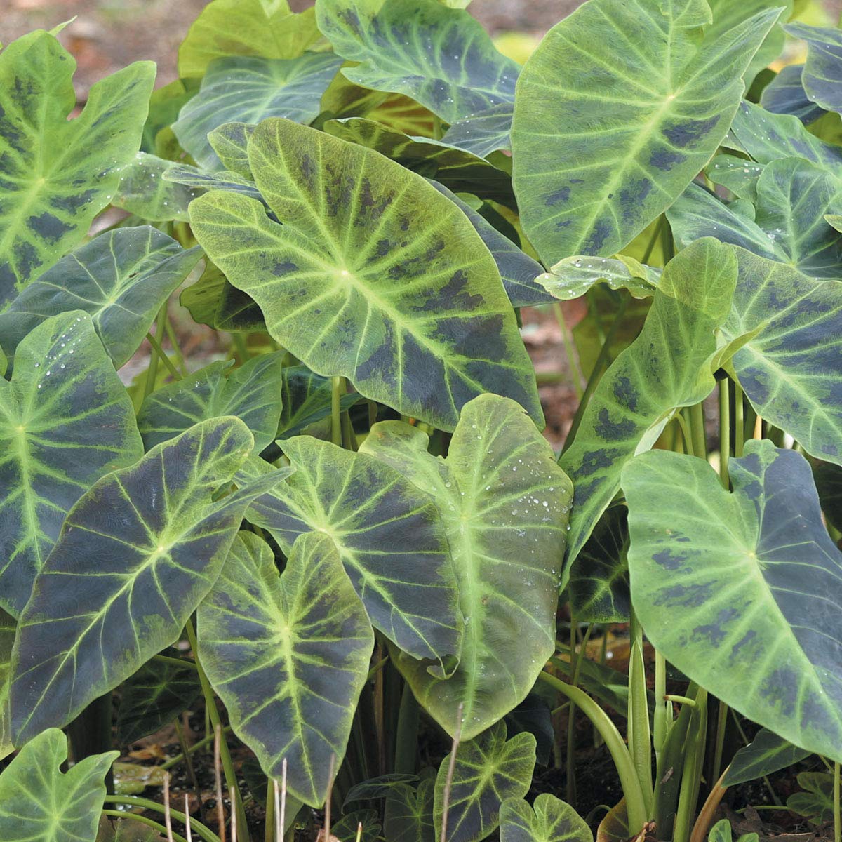 Van Zyverden Elephant Ears Antiquorum Illustris Set of 1 Bulb
