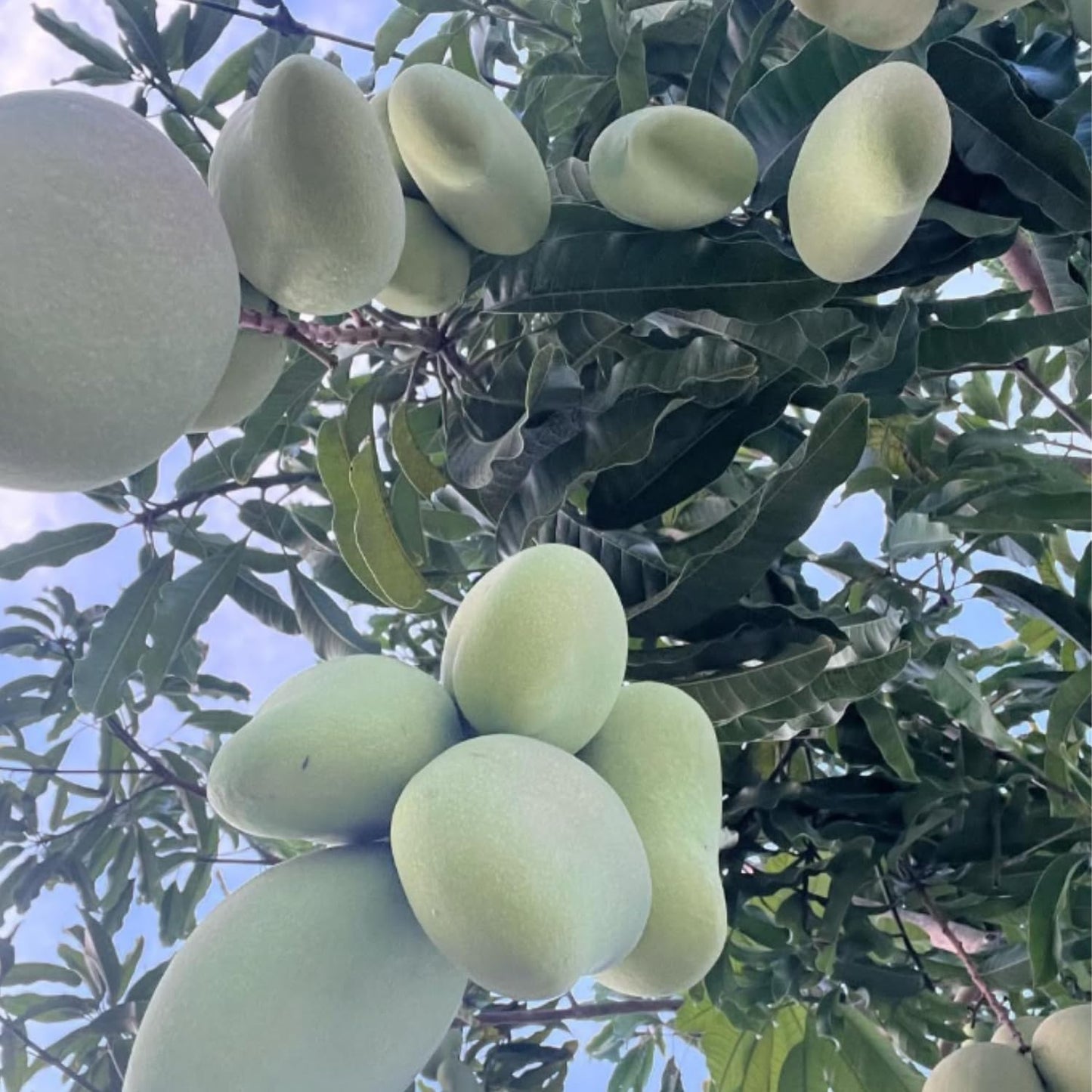 Thai Mango Plant Live, Sweet Tropical Mango Live in 3 Gallon Pot, Mango Fruit Tree for Outdoor Planting, 3-4 Feet Tall, No Ship to CA