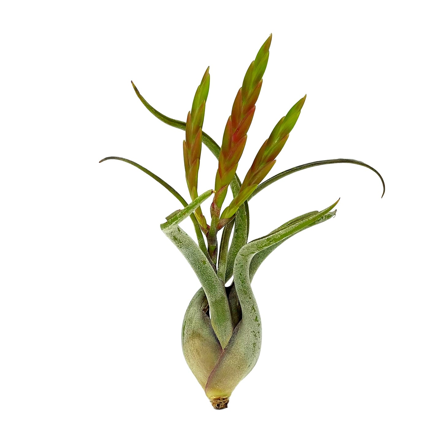 ragnaroc Air Plants - Flowering Tillandsia Caput Medusae, Large 5-7" - 3ct - Live Arrival Guaranteed - House Plants for Home Decor & Gift