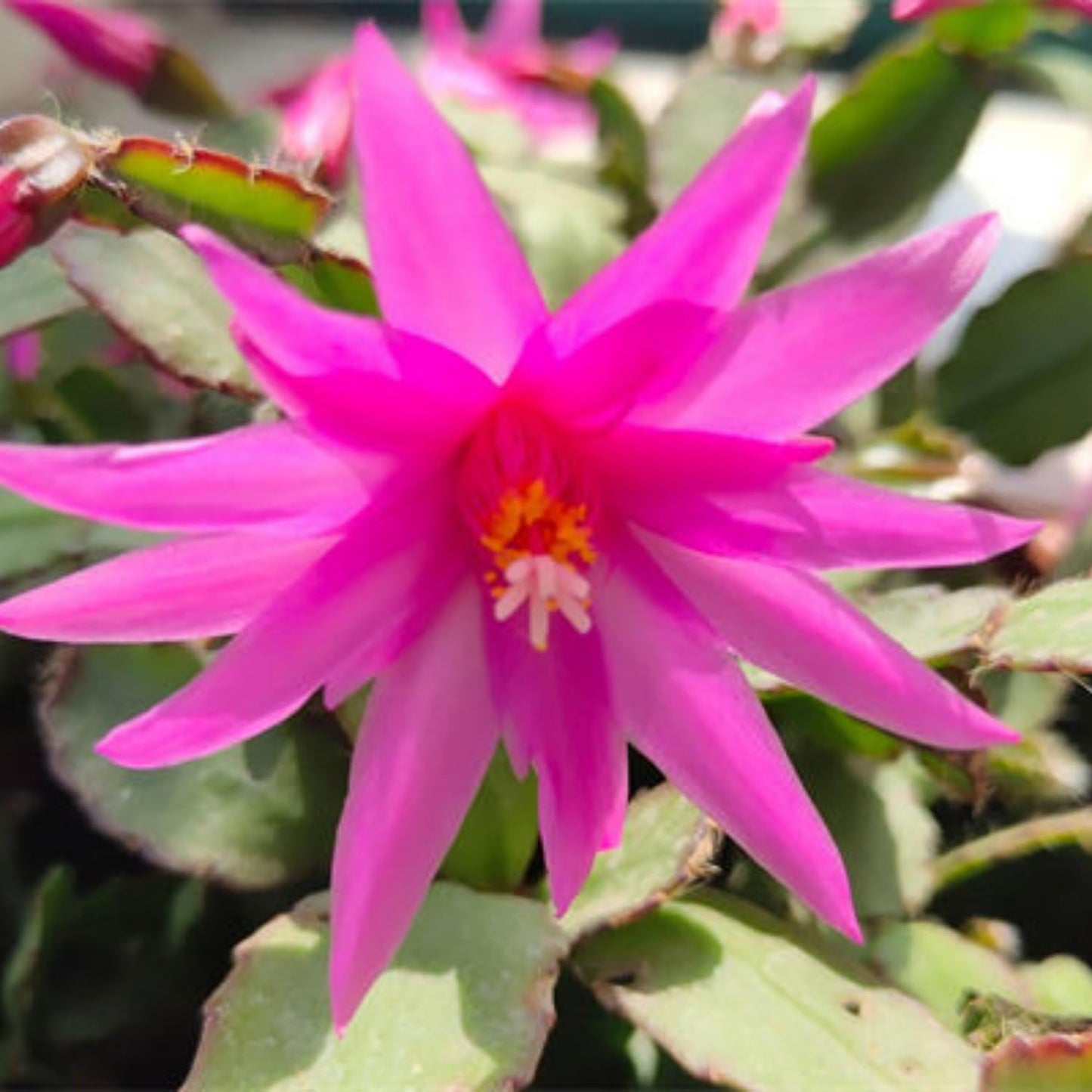 Pink Easter Cactus Plant Live, Spring Flowering Cactus in 2'' Pot, Low-Maintenance Indoor Plant