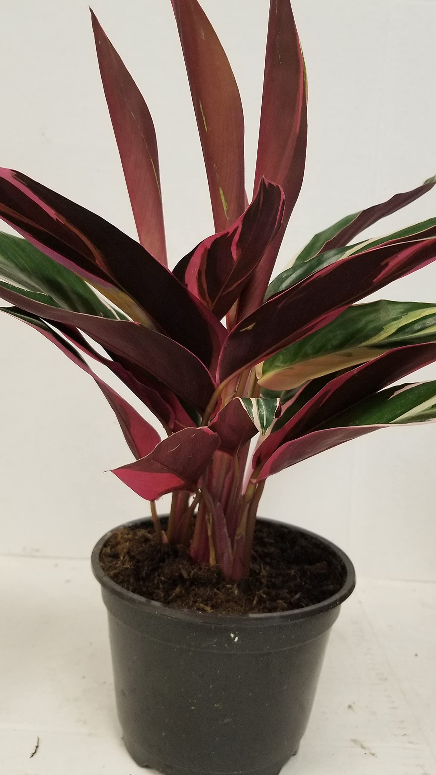 Live 6" Calathea Plant