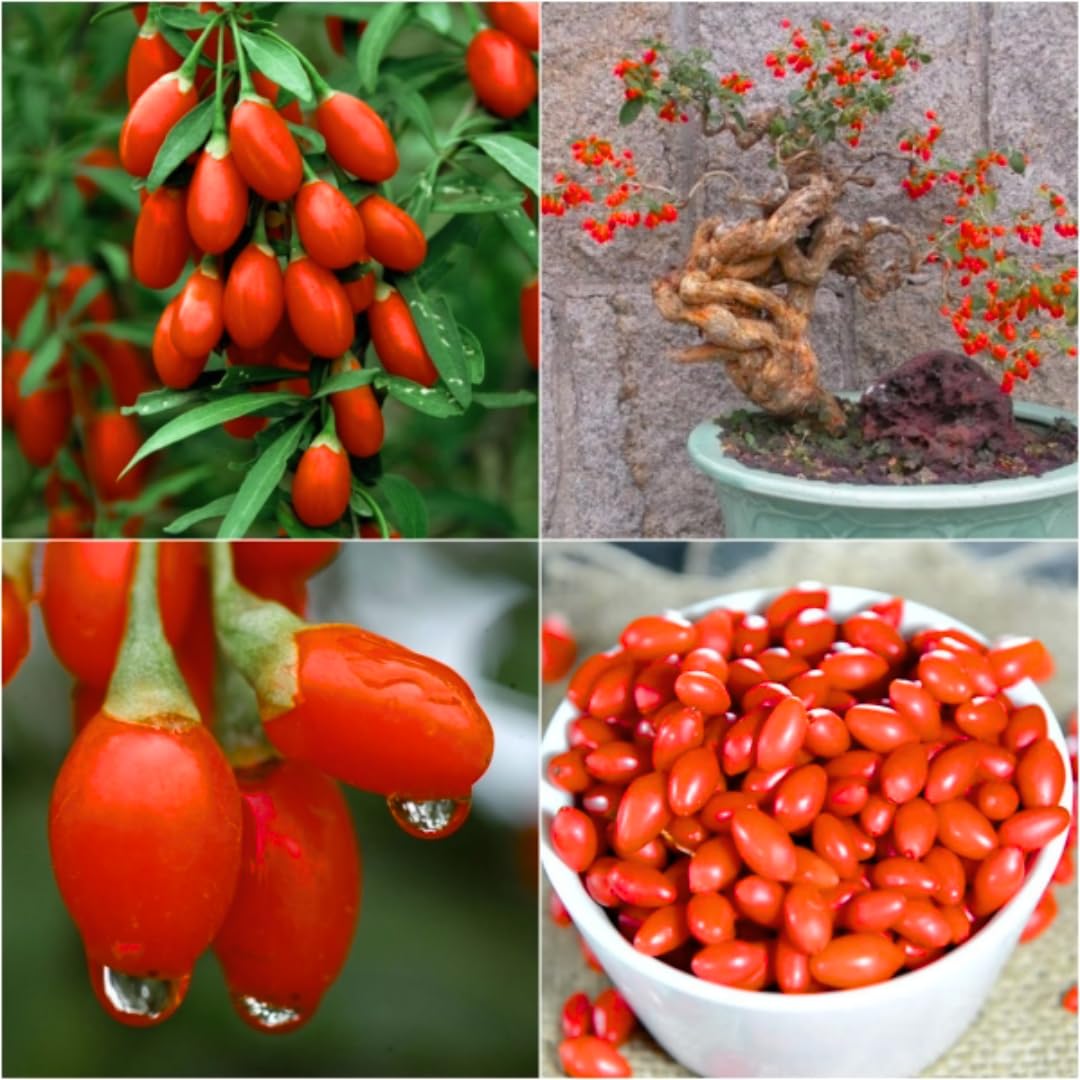 Goji Berry Plant Bush Live, Size 4-6", 5 Months Old for Planting, Goji Berry Ready to Plant, Goji Berries Tree Plant Live