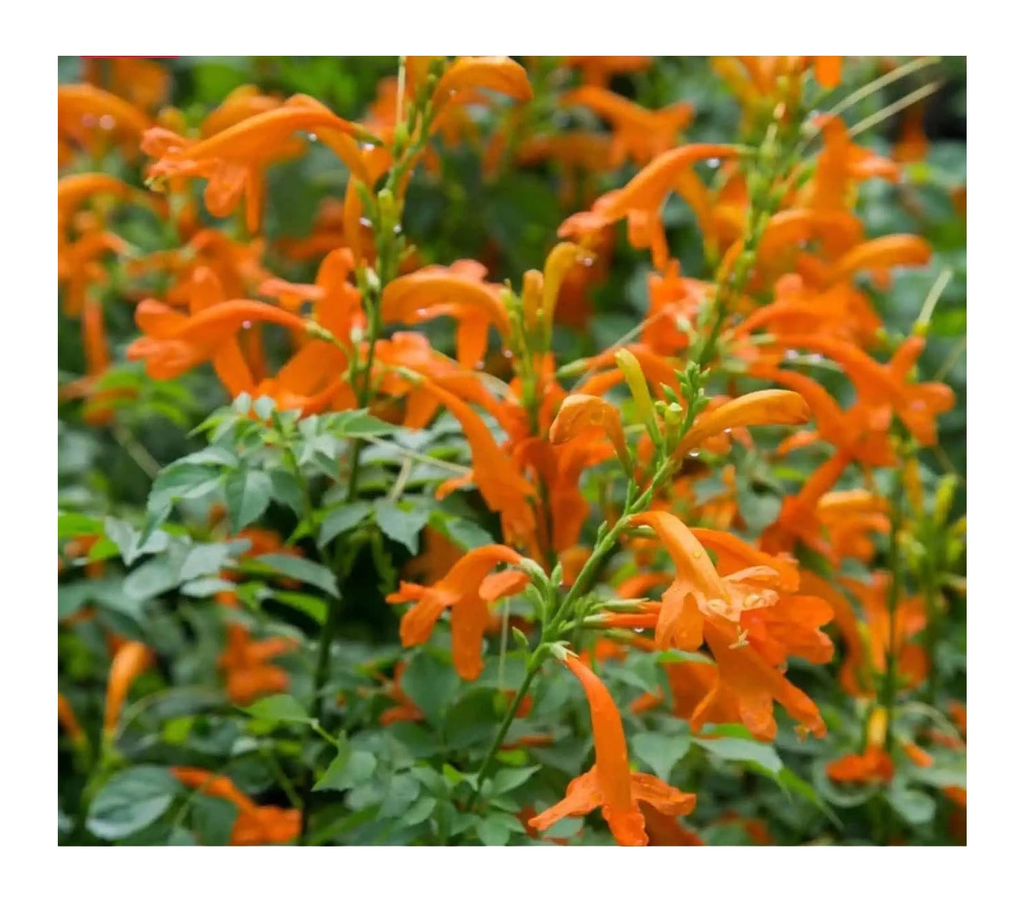 Live Plant - Cape Town Orange Tecomariasmall Rooted Starter Planthummingbird Heaven!