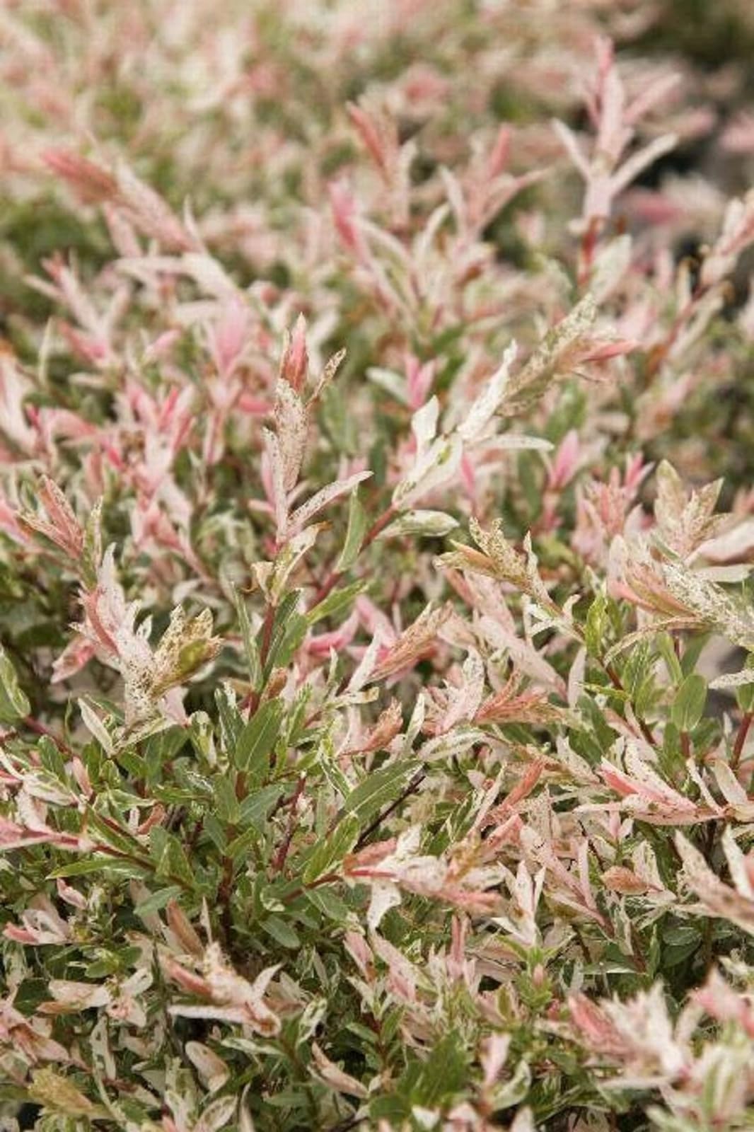 Live Plant - 2 Dappled Willow Trees/Shrubs - 6-12" Tall Seedlings - Live Plants - 2.5" Pots