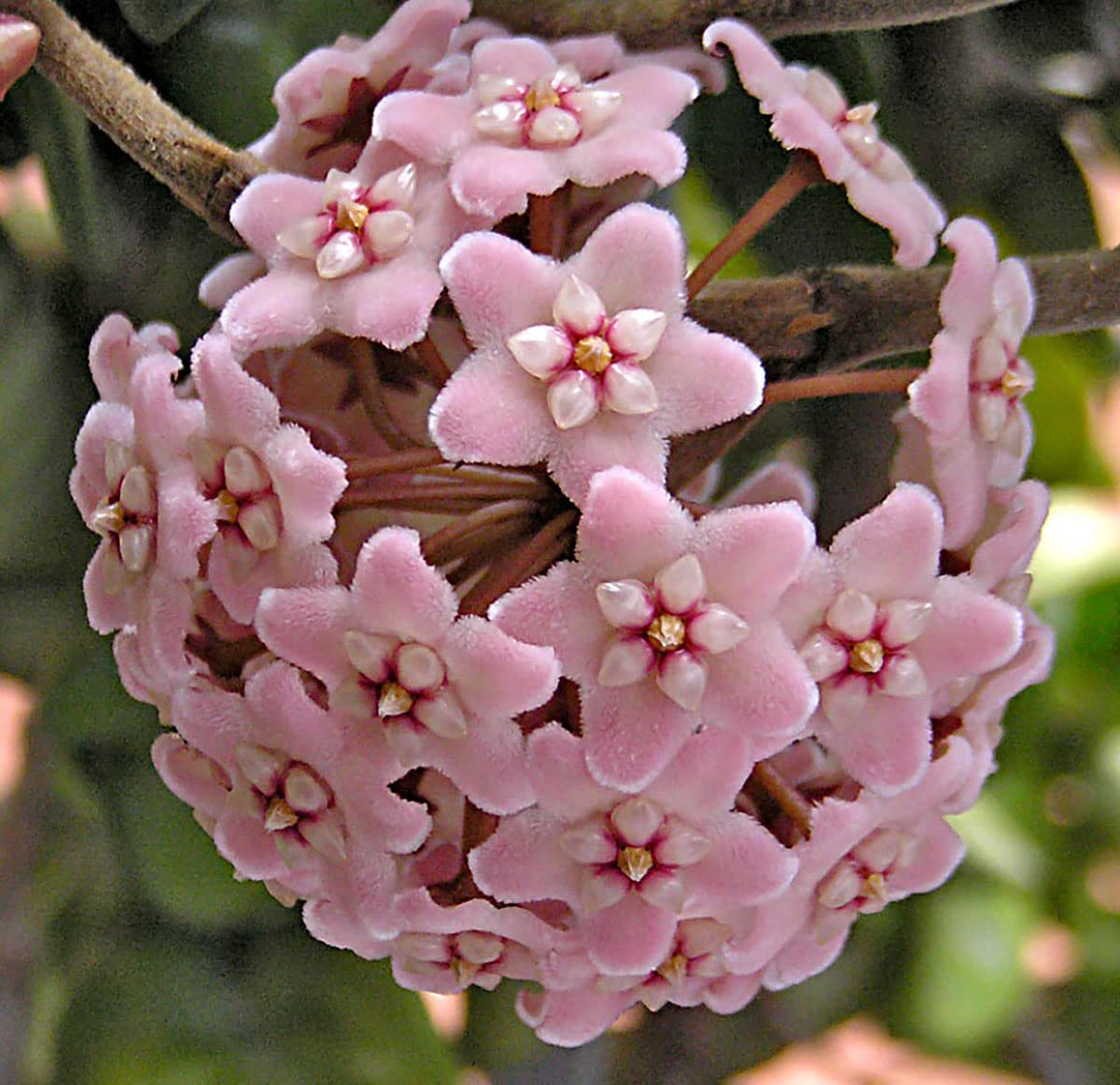 Hindu Indian Rope Plant - Hoya - Exotic/Easy - 4" Pot