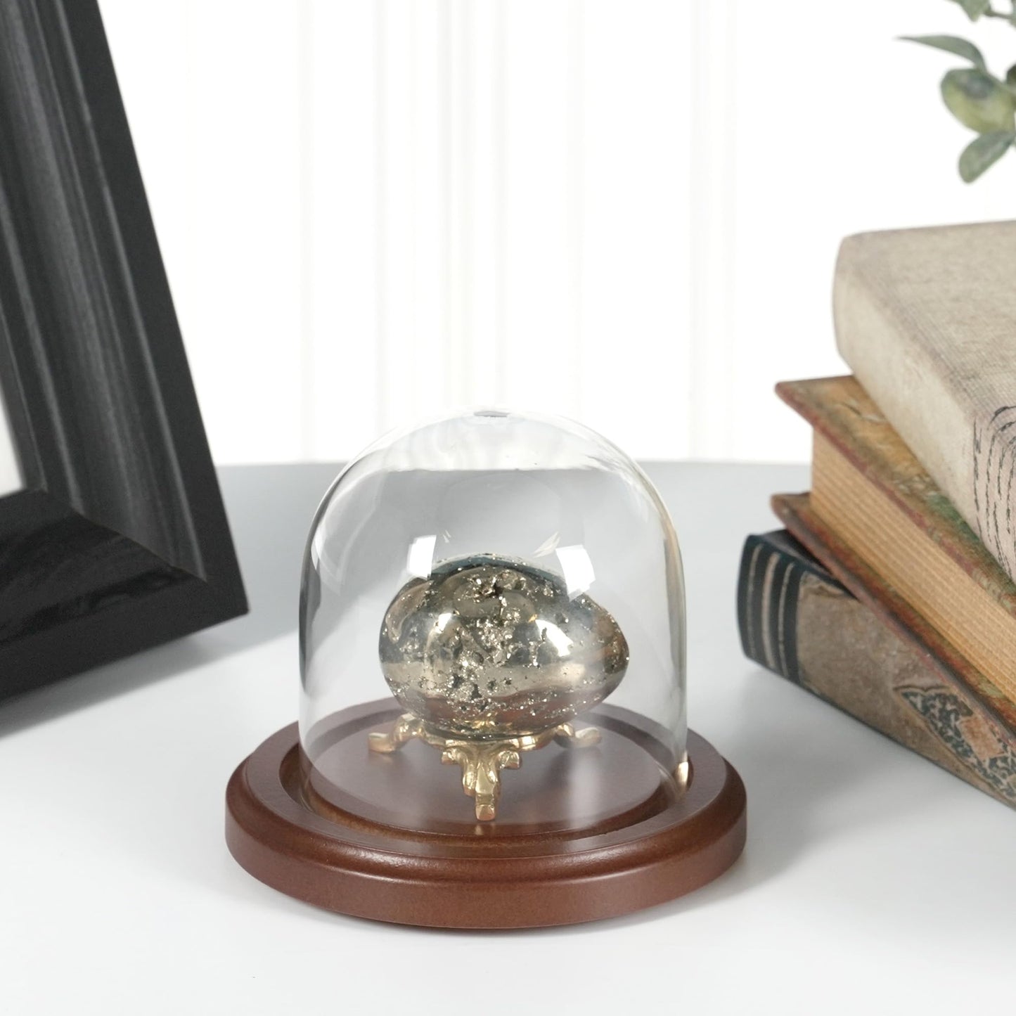 Plymor 3 inch x 3 inch Glass Display Dome Cloche (Dark Wood Base)