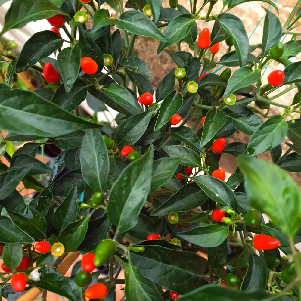 Pequin Peppers Plants, 4 to 6 Inch Tall Pequin Chili Pepper Plant in 4" Pot, Pepper Live Plants Vegetables Pepper Seedlings