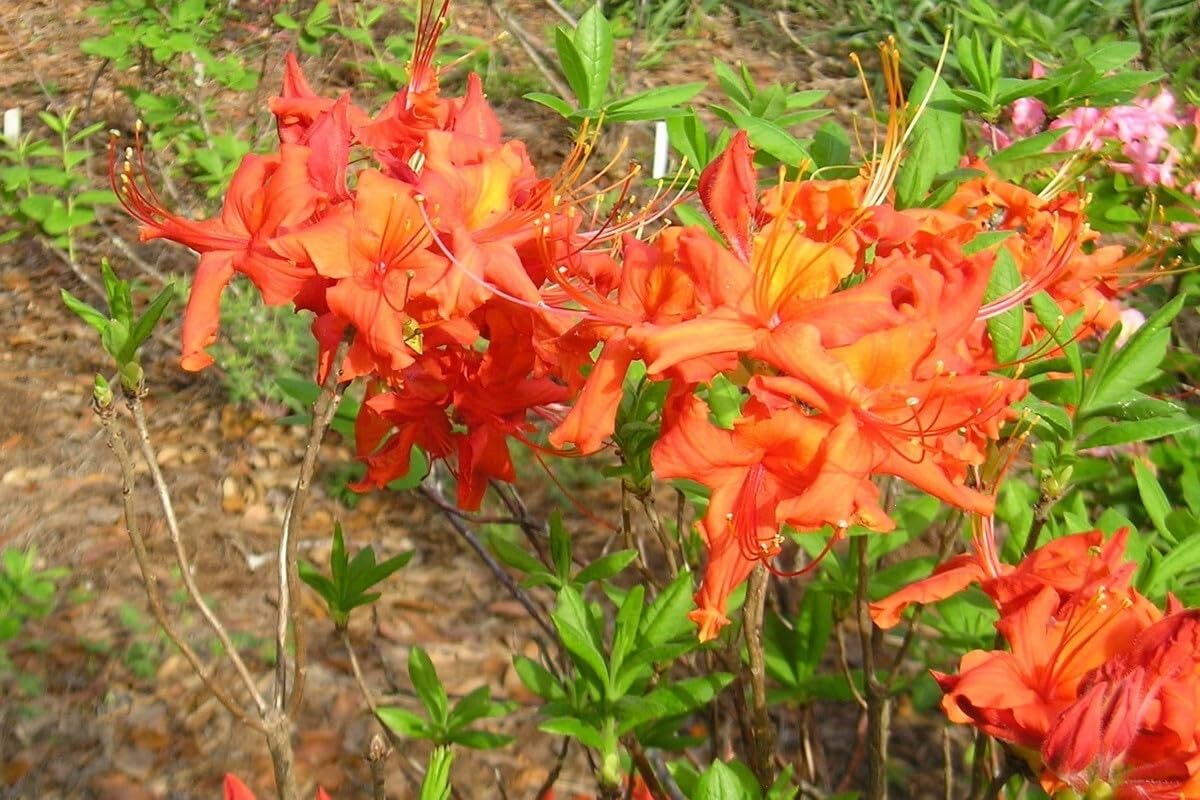 Live Plant - Tom Dodd Jraromi Azalea Rhododendron Deciduous Small Starter Plant