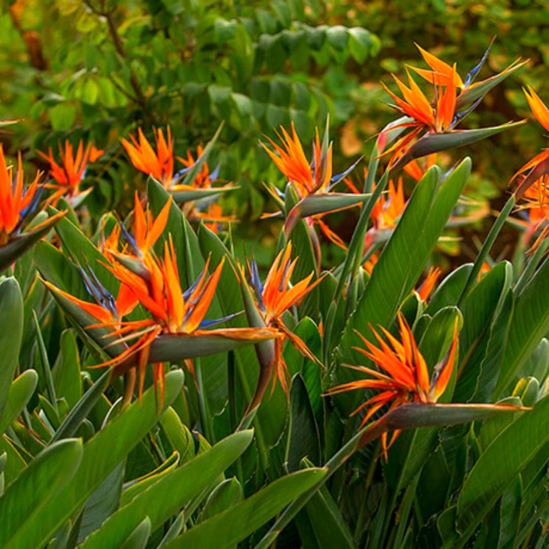 Orange Bird of Paradise Plants Live, Strelitzia Reginae Well-Rooted Bush, 5-9" Tall, No Pot, Tropical Perennial Blooming, Houseplant Indoor Outdoor Planting