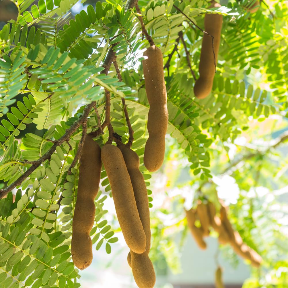Tamarind Tree Live Plant, 3 Gallon, 4-5 Feet Tall, Live Tamarind Tree, Tropical Fruits Tree, No Ship to CA