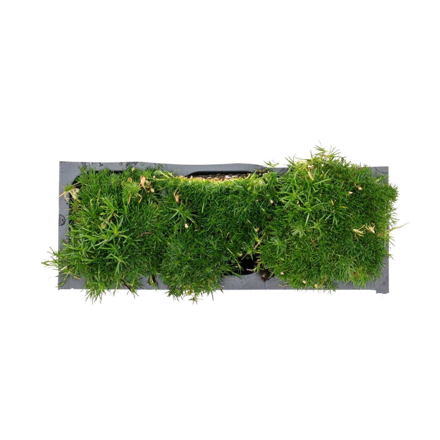 3 Irish Moss – Soft Evergreen Mossy Groundcover with White Spring Flowers for Rock Gardens & Pathways (Sagina subulata) in 2.5″ Cubes, Live Plants