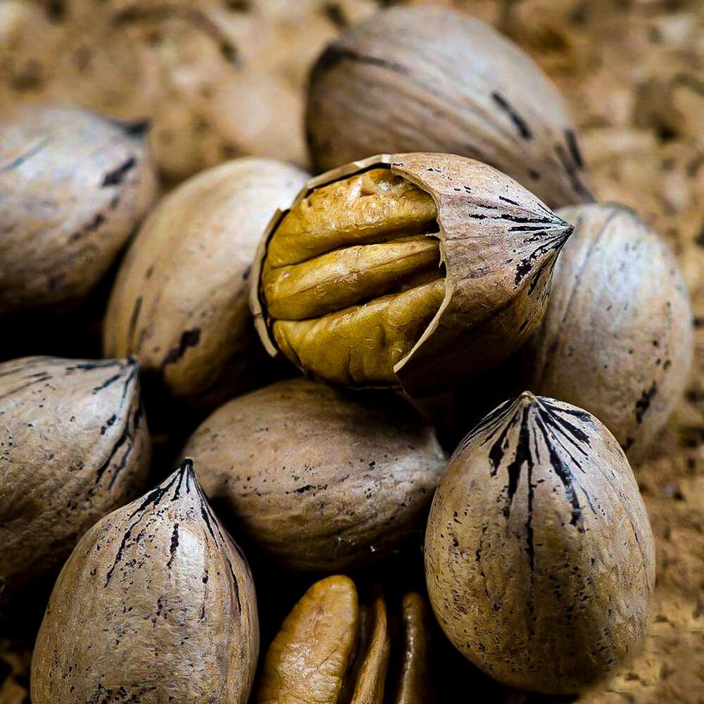 Live Plant - 5 Pecan Trees - 6-12" Tall Live Plants, Bareroot Seedlings - Carya illinoinensis