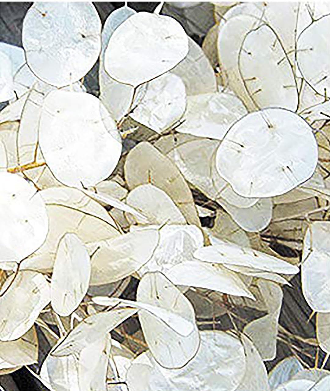 150 Seeds Lunaria - Money Plant Seeds - Marde Ross & Company