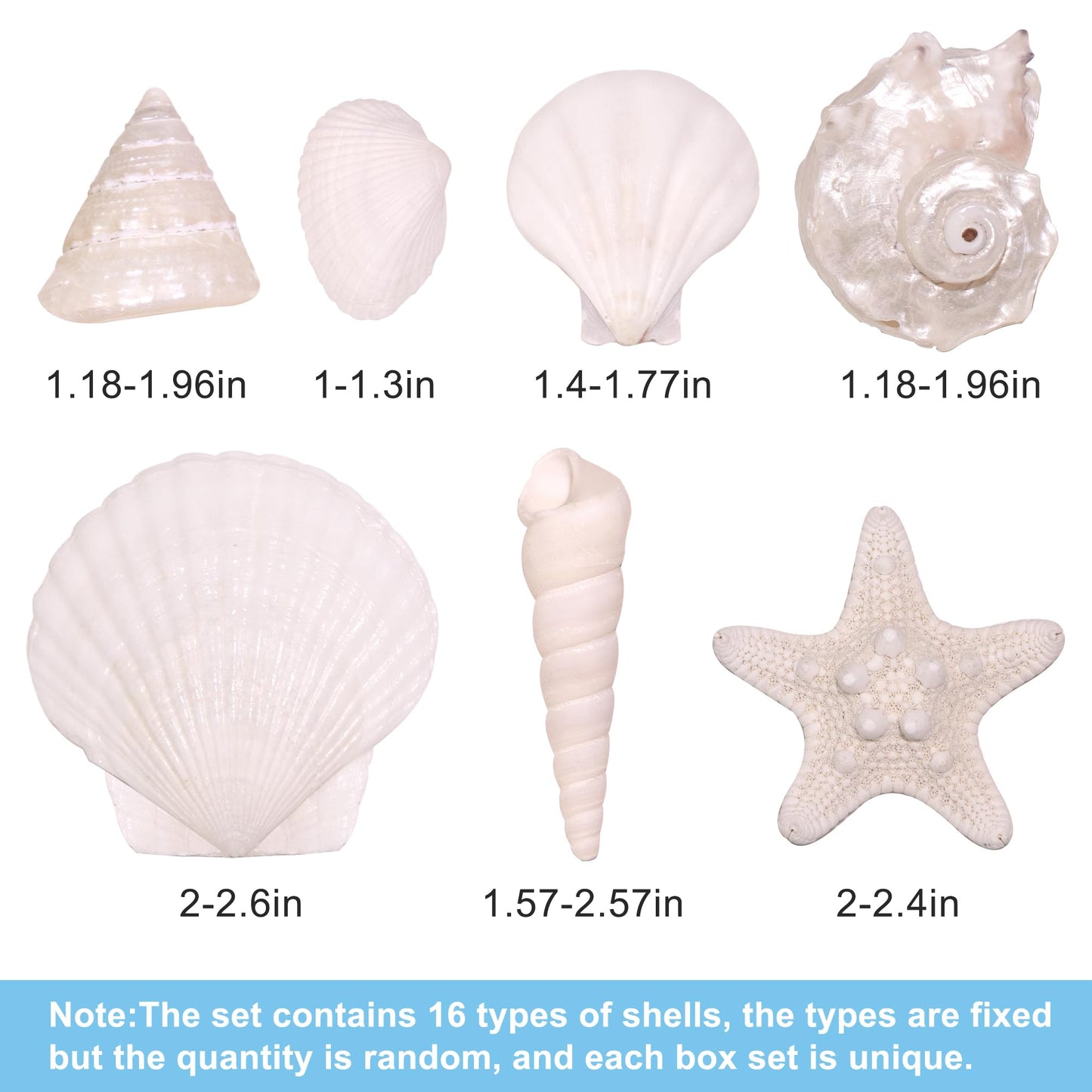 WeDoSoy Silver White Sea Shell Mixed Ocean Shells Set, 1.2"-2.6" Various Sizes Natural Seashell & Starfish for Beach Themed Decor, DIY Crafts, Vase Fillers, Fish Tank, Home, Wedding & Party Decoration
