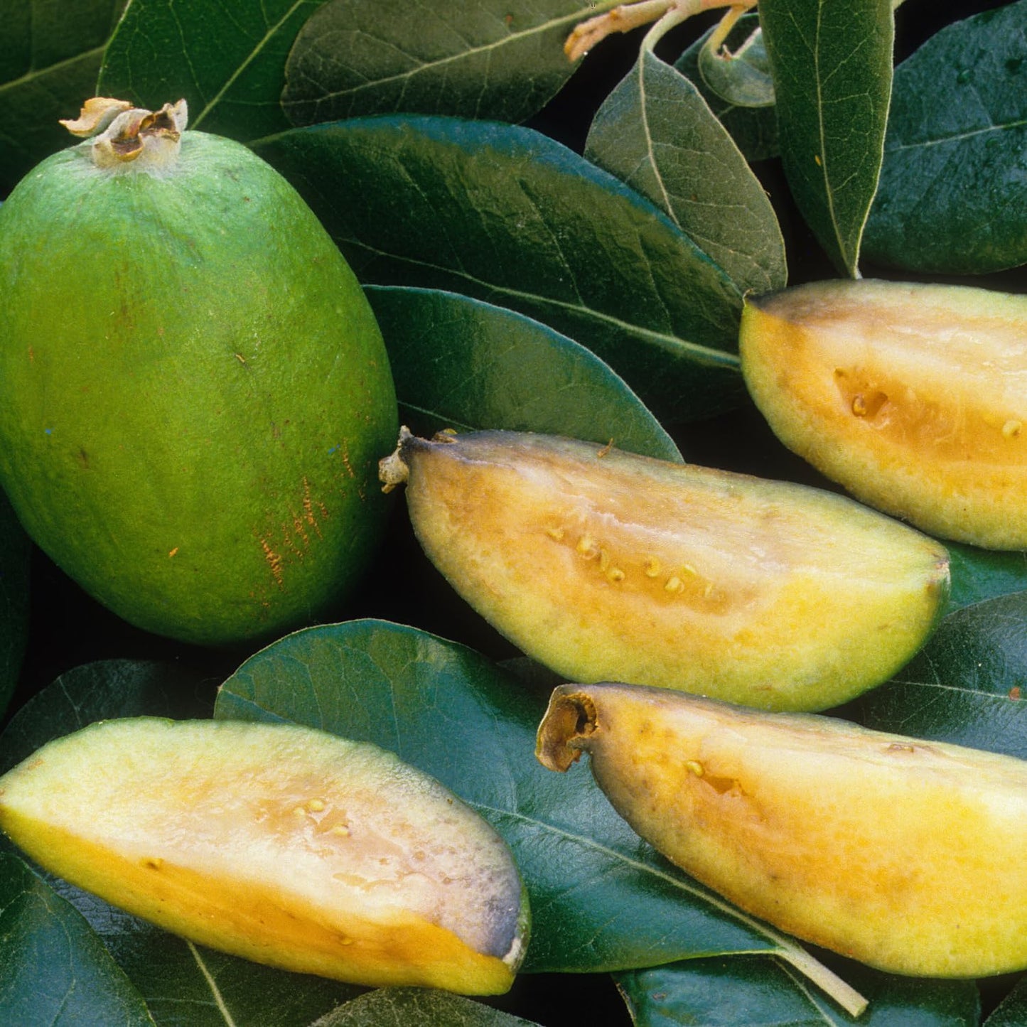 Pineapple Guava Tree Live Plant, 4 to 7 Inc, Guava Fruit Plant