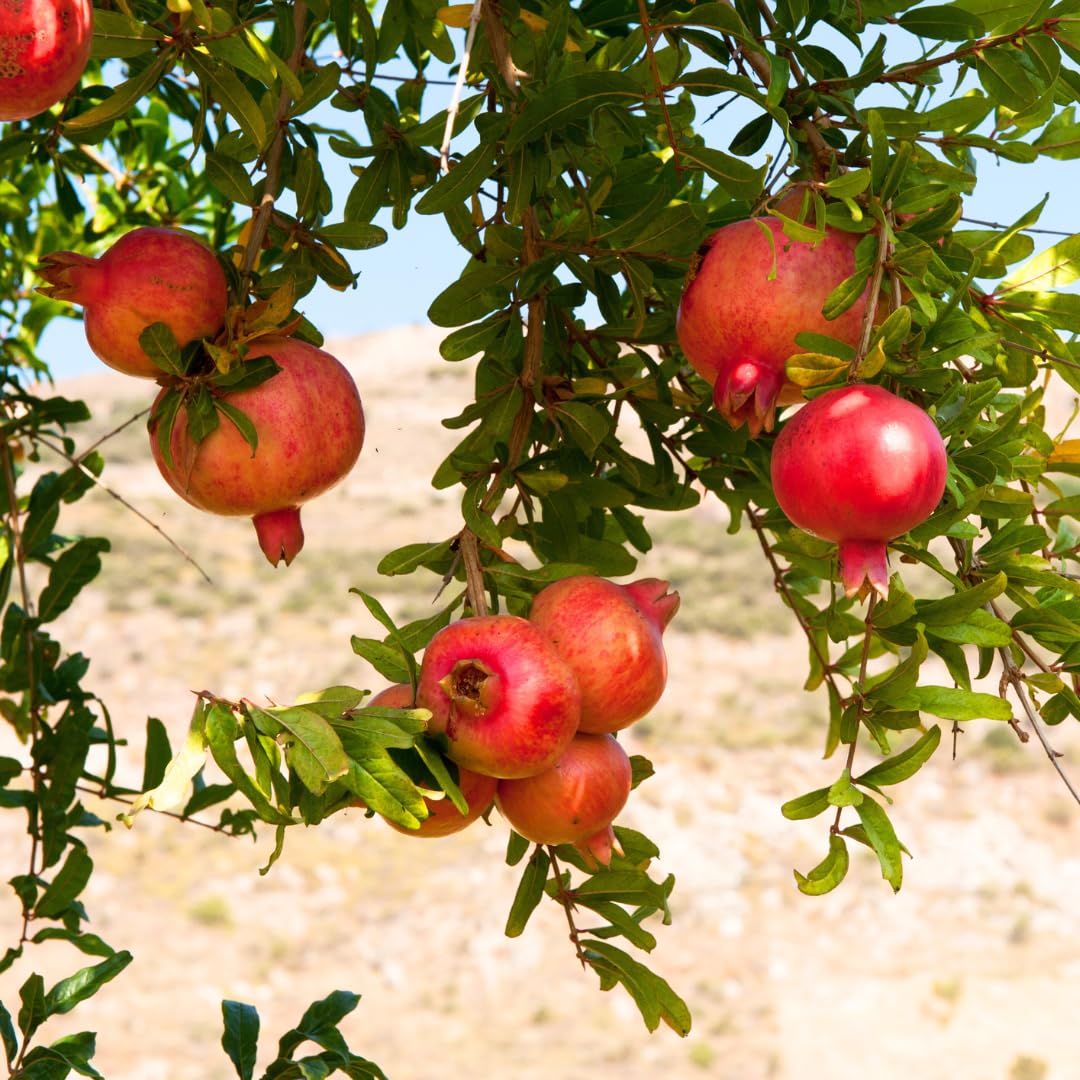 Sweet Pomegranate Tree Live Plant, Red Wonderful Pomegranate Tree Zone 8 to 11, Size 8 to 10 Inch Tall