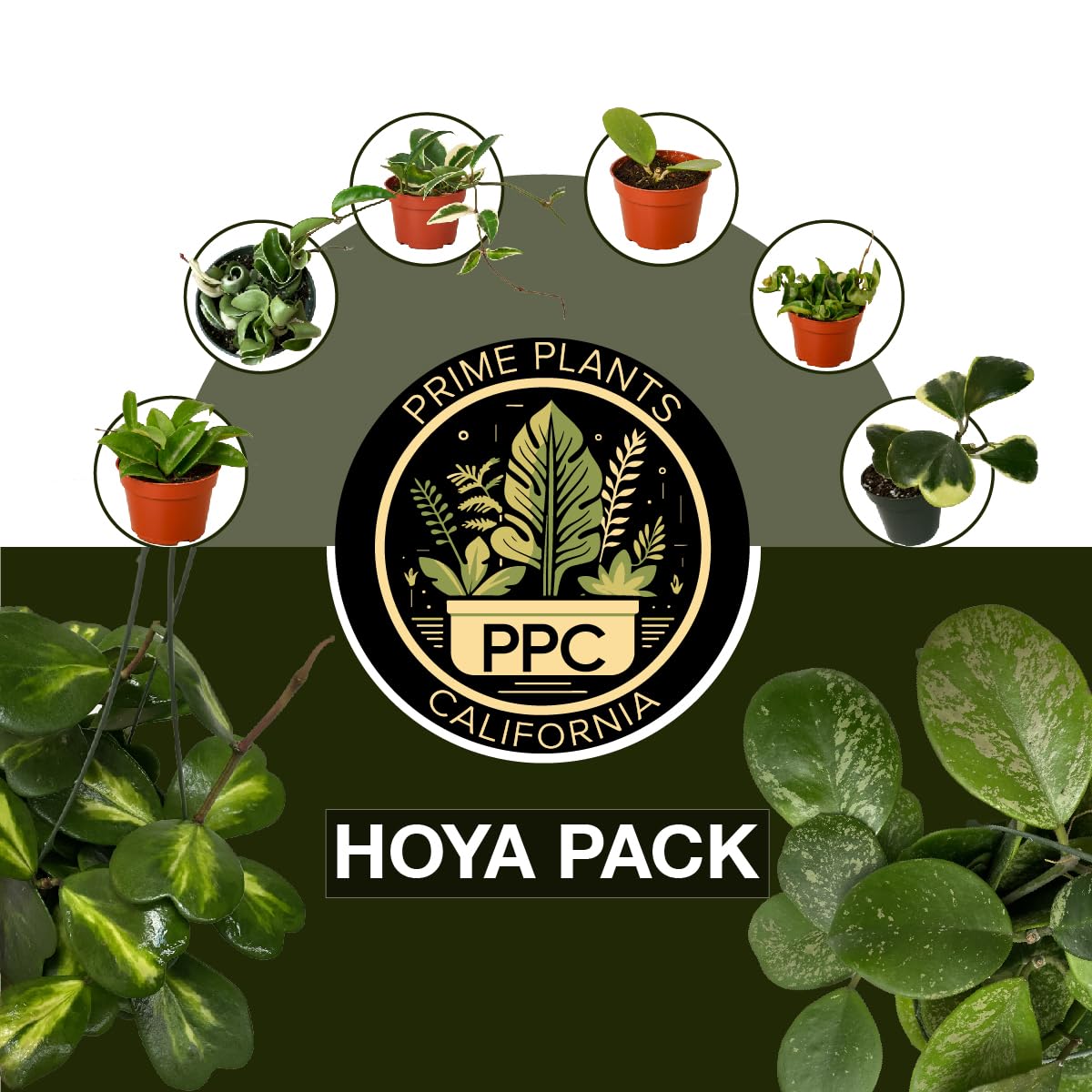 Hoya Plants 4 Live Houseplants in 4" Pots - Variety Assortment 4 Pack Hoya Plants - Pet Friendly Plants - Air Purifying Plants - CA Seller (Pack of 4 Hoya Plants)