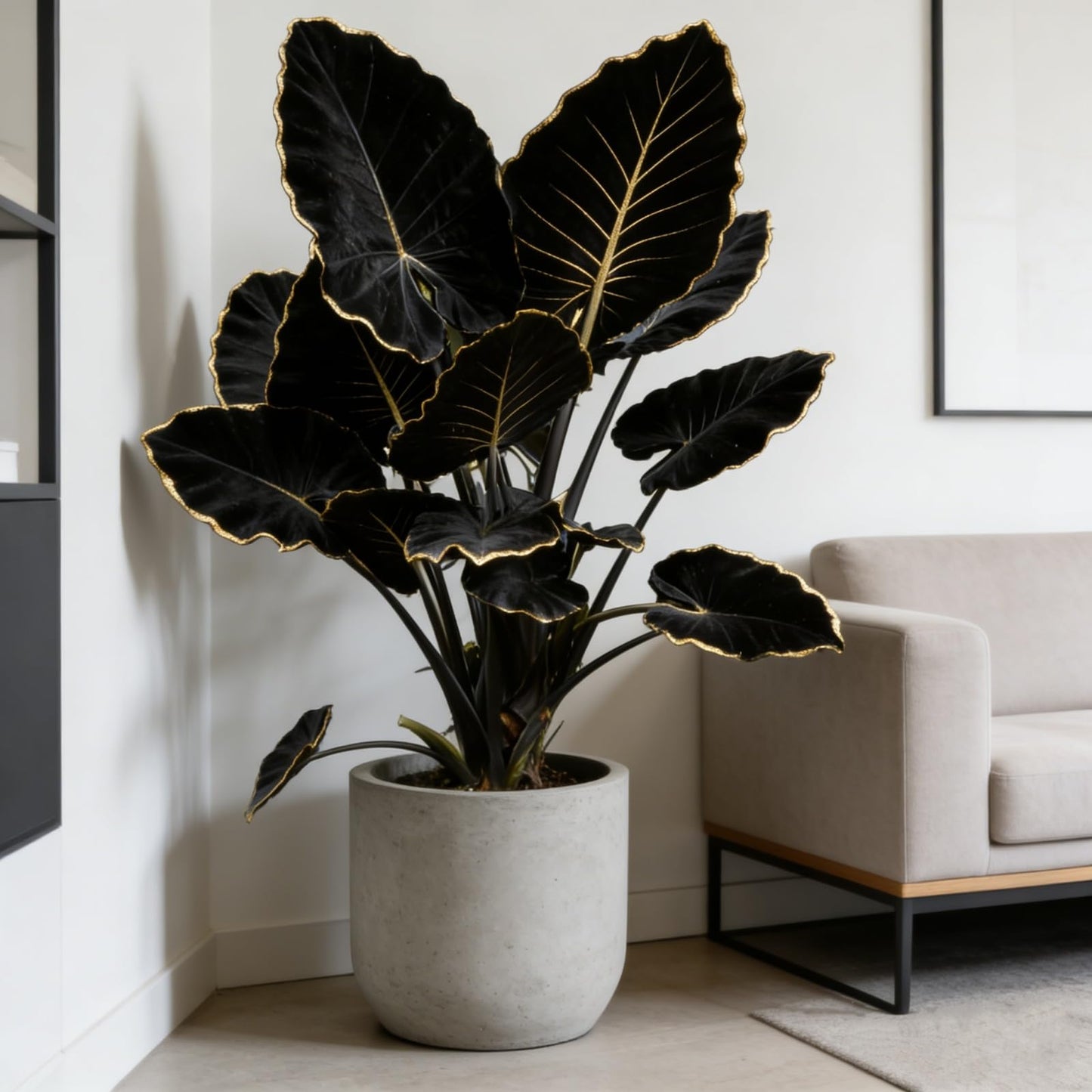 Large Elephant Ear Plant Bulbs | Tropical Colocasia for Outdoor Garden & Patio Landscaping (10)