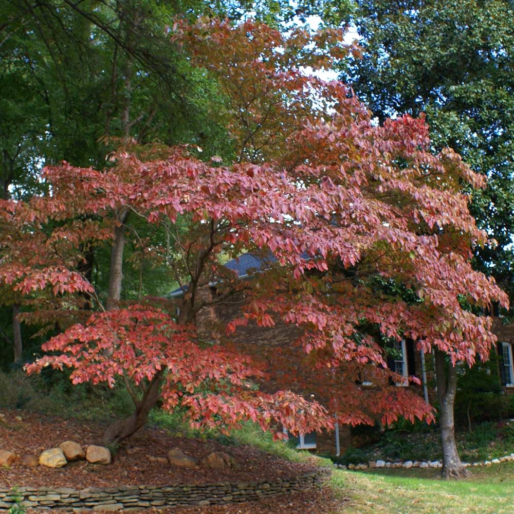 10 Kousa Dogwood Trees - 12-24" Tall Live Plants - White Ornamental Japanese Flowering Trees - Cornus kousa - (10 Pack)