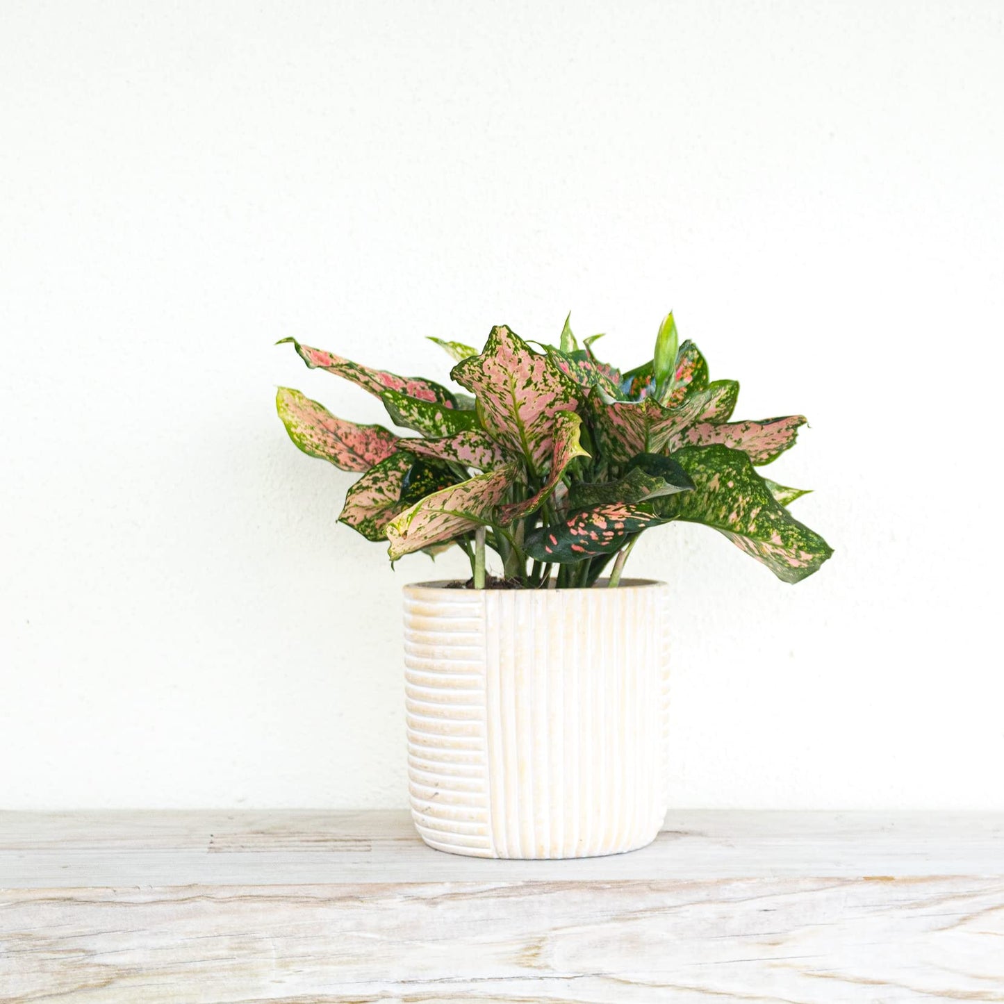 Aglaonema Ruby Ray Live Plant by United Nursery 6 inch Pink Decorative Pot Mother’s Day Gift for Patio and Home Decor Stunning Variegated Foliage (Nursery Pot)