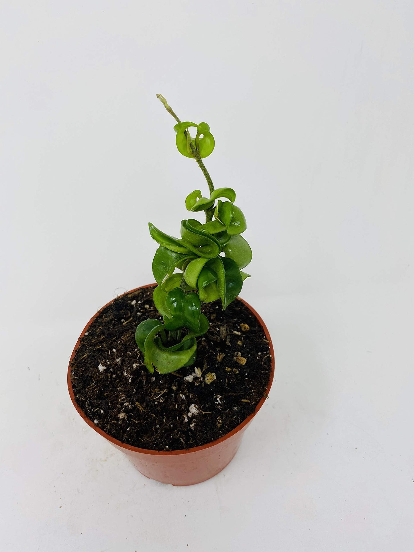 Hindu Indian Rope Plant- Hoya Exotic by: JMBAMBOO