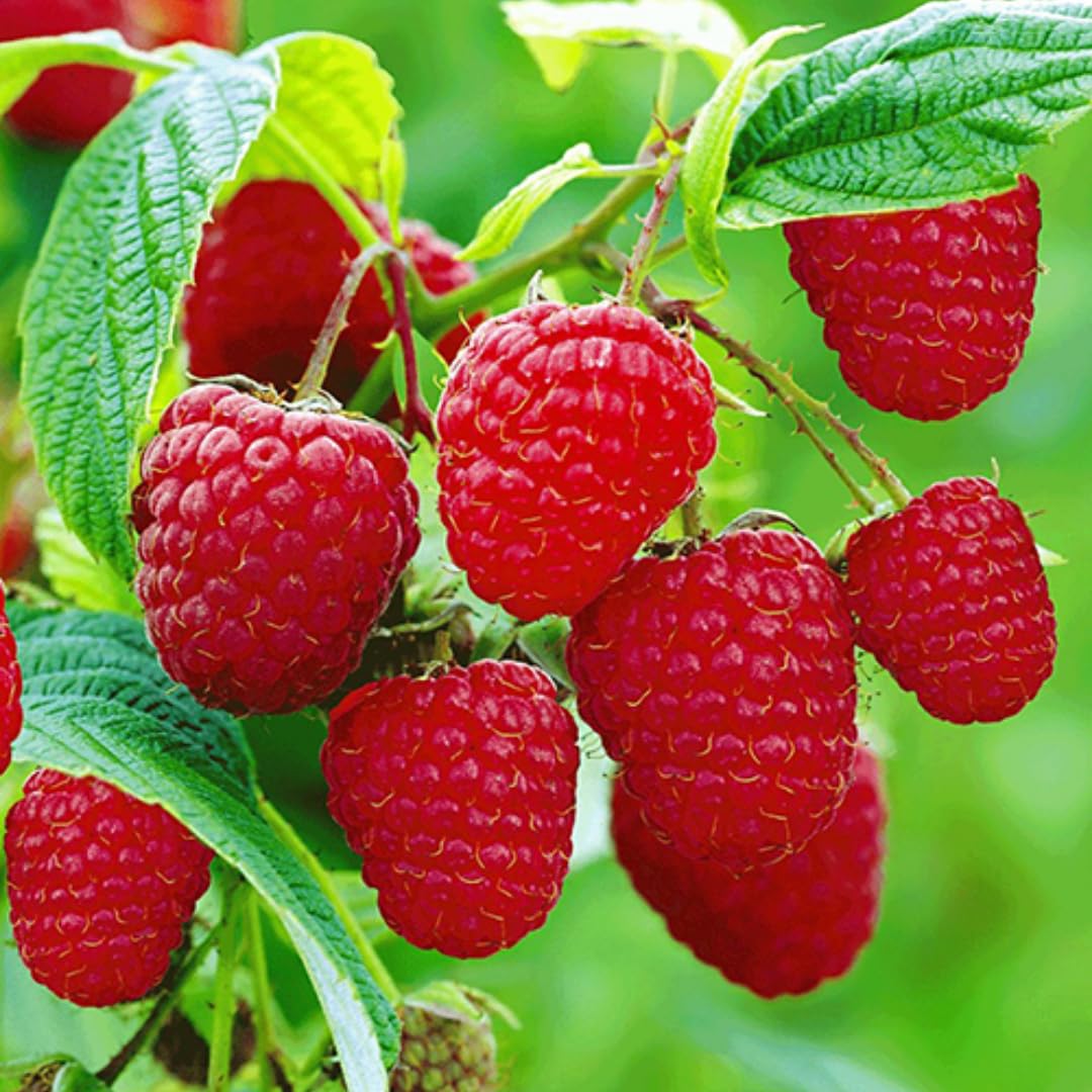2 Raspberry Plants Live, Red Raspberry Bush for Planting, 4-7" in Tall, Spring Raspberries Cold Hardy