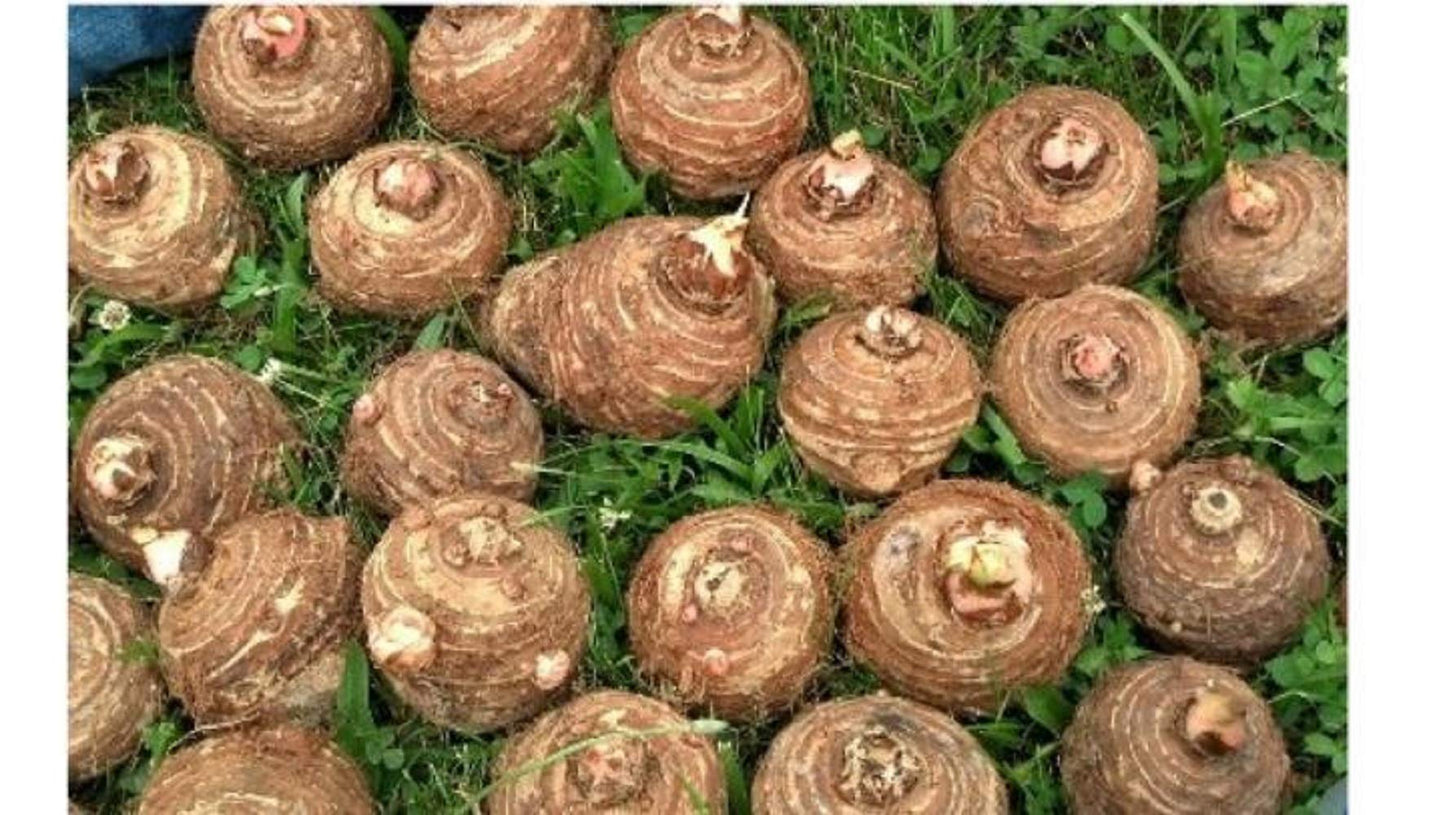 10 Live Colocasia Esculenta Elephant Ear Taro Gabi Kalo Eddo Bulbs #TSMN
