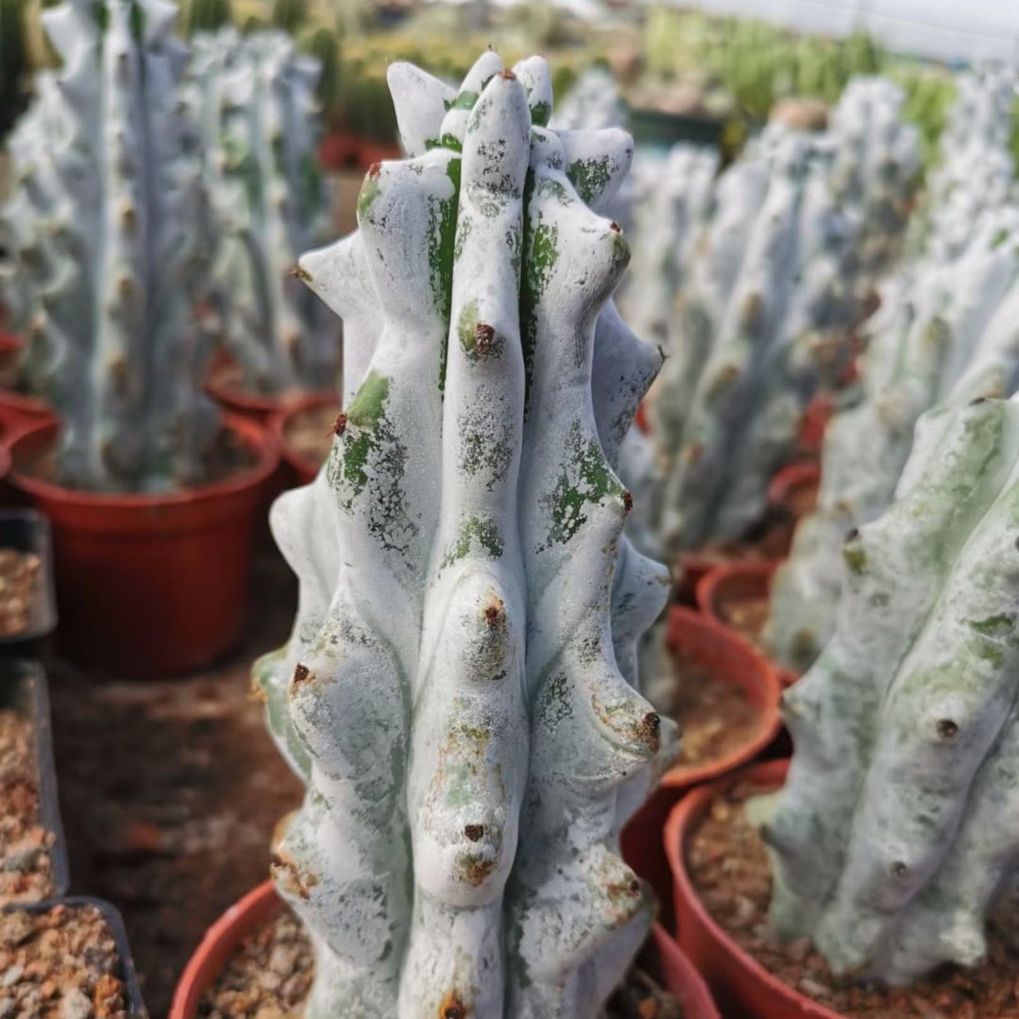 Stenocereus Beneckei Cactus – Rare Live Succulent Plant – 8"-10” Tall – Unique Columnar Cactus for Indoor & Outdoor Decor – Drought-Tolerant, Easy Care Live Plant