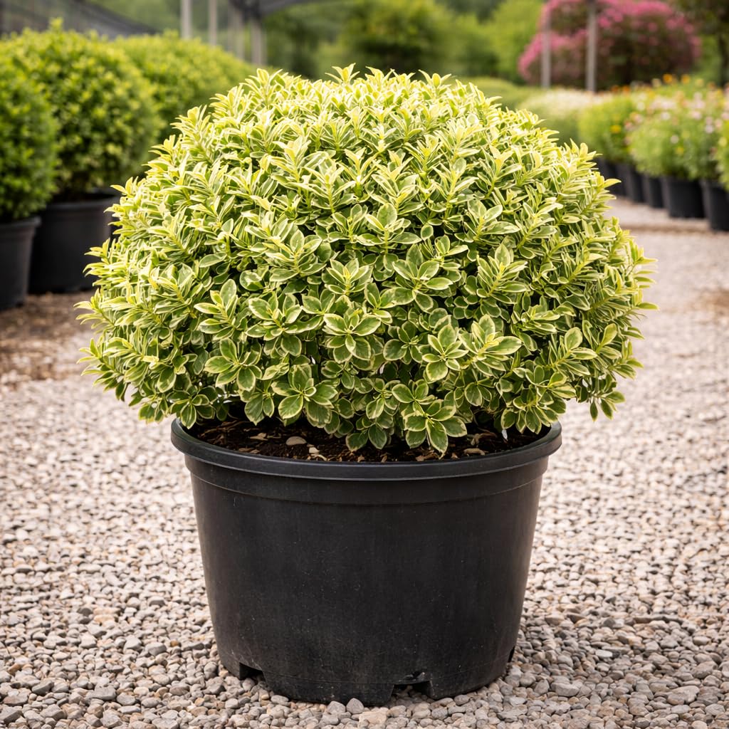 Variegated Boxwood 3-Gallon