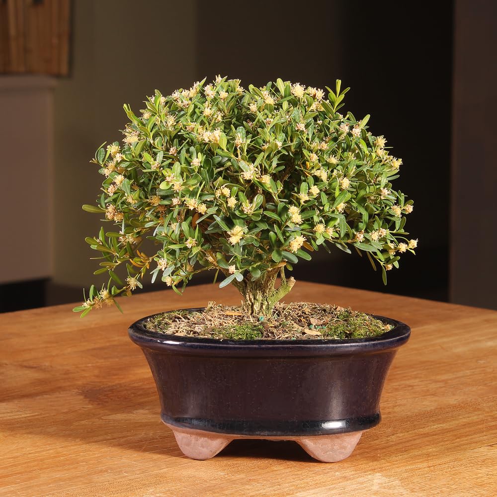 Brussel's Live Harland Boxwood Outdoor Bonsai Tree - 3 Years Old; 6" to 8" Tall with Decorative Container
