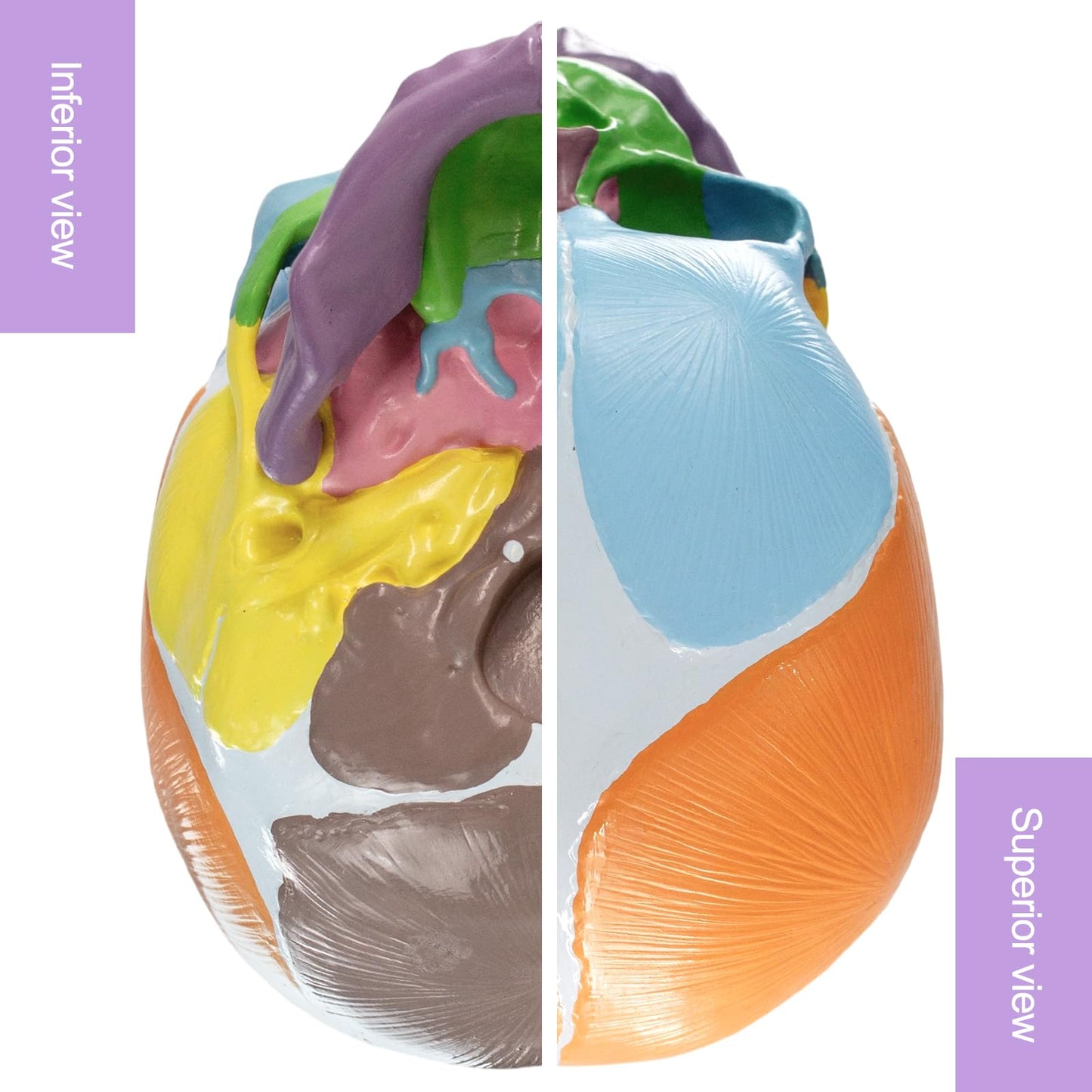 HADWYN 2026 New Life Size Human Infant Skull Model,Anatomy Fetus Brain Head，Baby Skull Model for Medical Teaching Learning, Learning Education Display Tool, Hand Painted